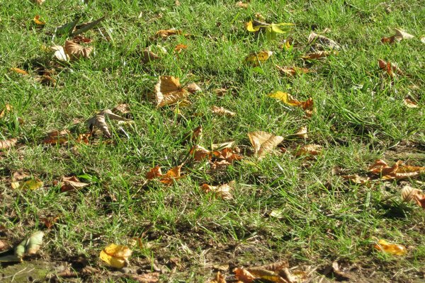 Le foglie cadute giacciono sull erba