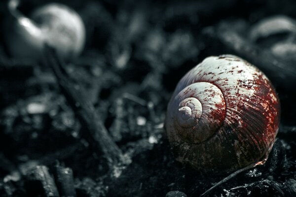 A seashell in blood on a black background