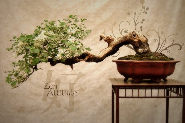 Beautiful Japanese-style bonsai