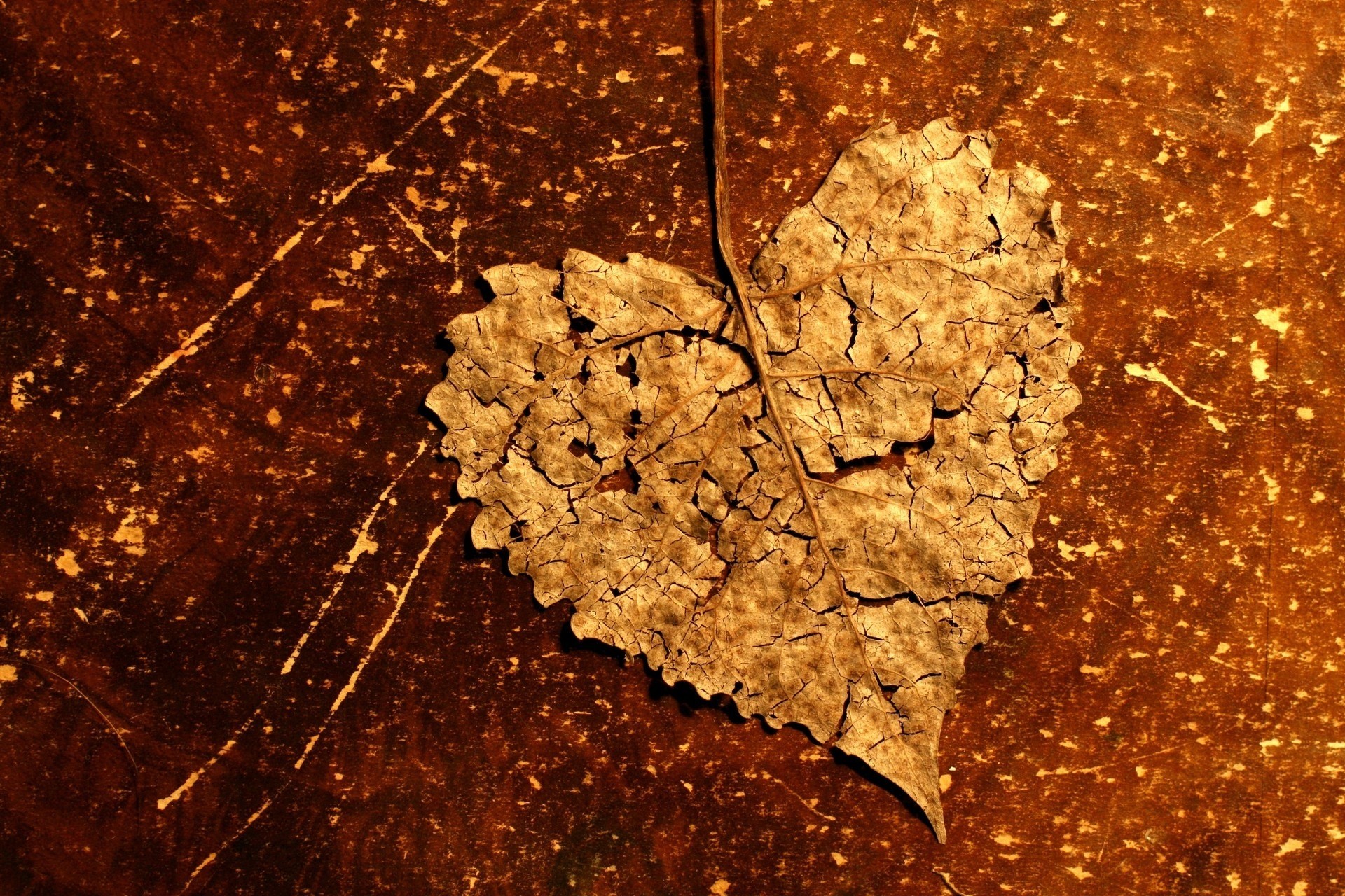 coeur feuille alex