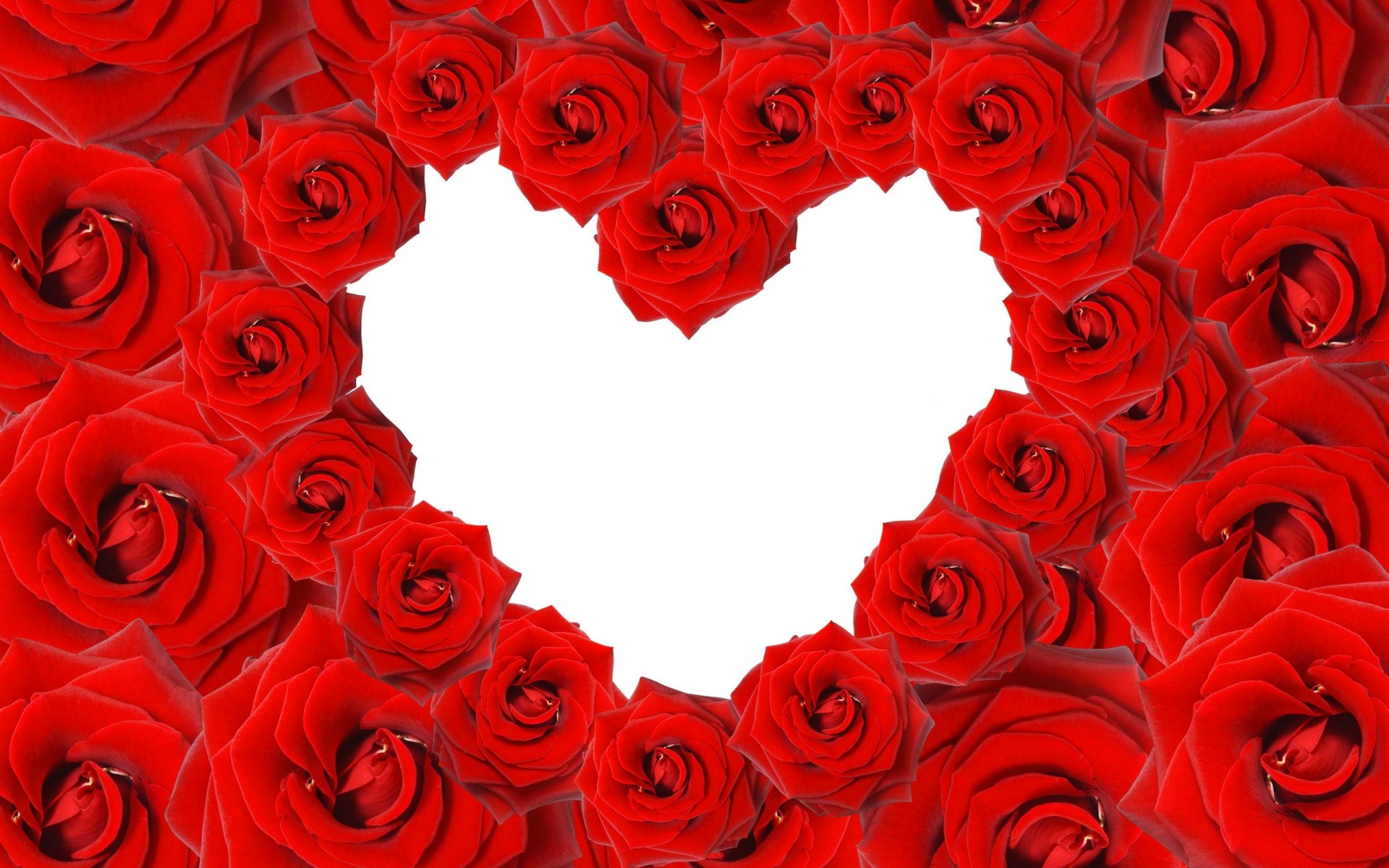 red heart love rose