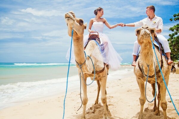 A couple in love rides camels on the beach