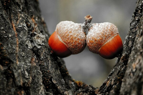 Dos nueces atrapadas en un árbol