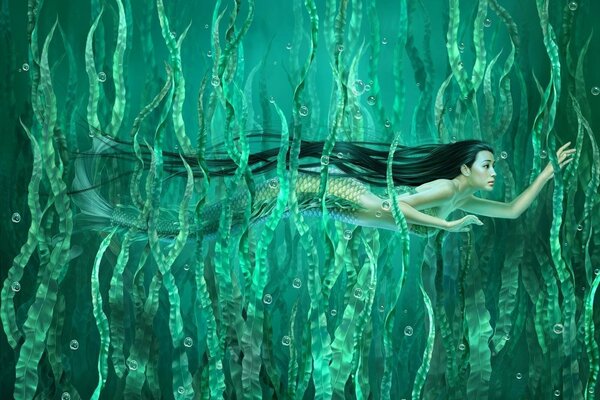 Mermaids swim through long seaweed