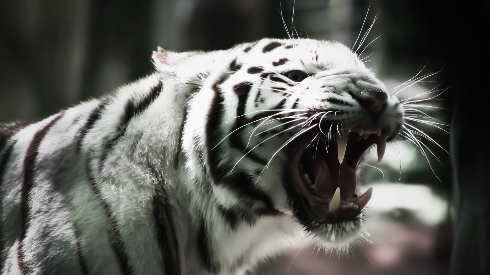 albino weißer tiger weißer tiger schnurrbart katze katze albino eckzähne