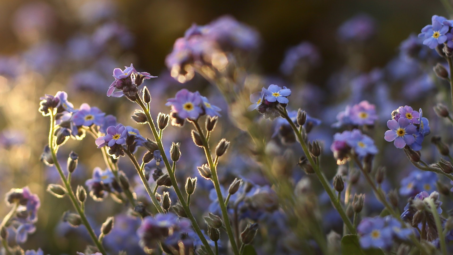 flowers stems purple plants forget-me-nots field