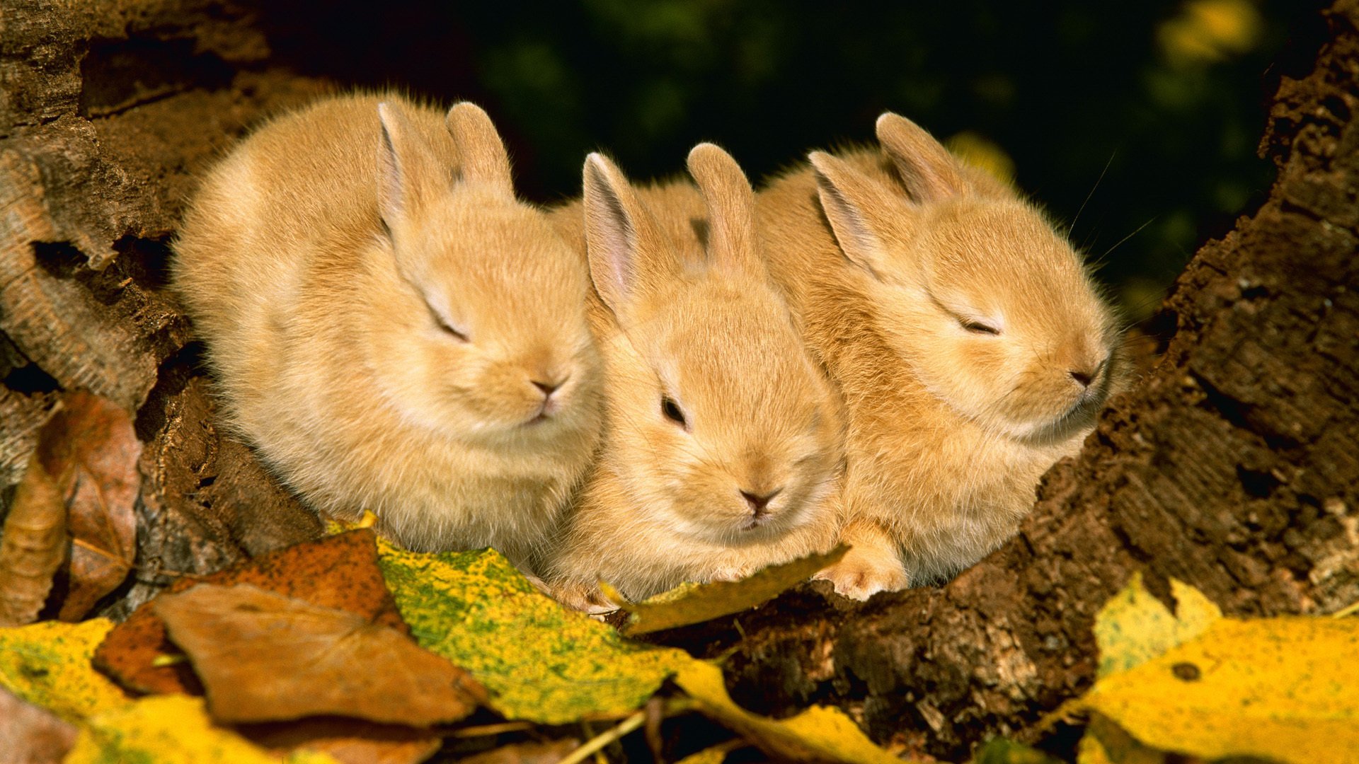 conigli animali fogliame coniglio autunno