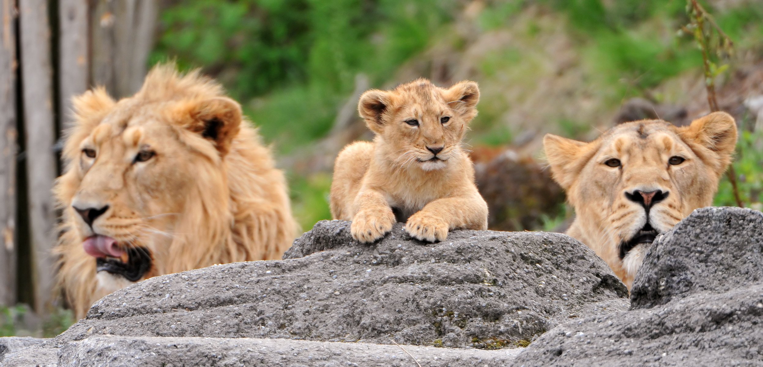 famille lions pierres lionceau lionne lion