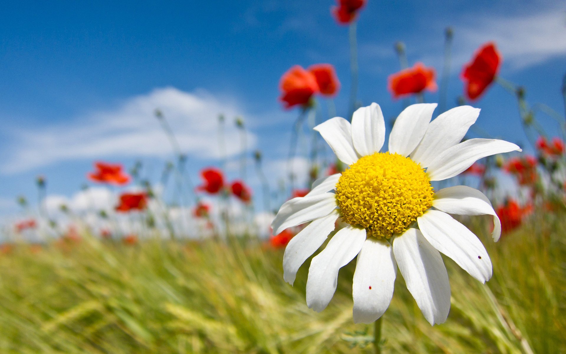 kamille mohnblumen makro blütenblätter hintergrund weiß feld