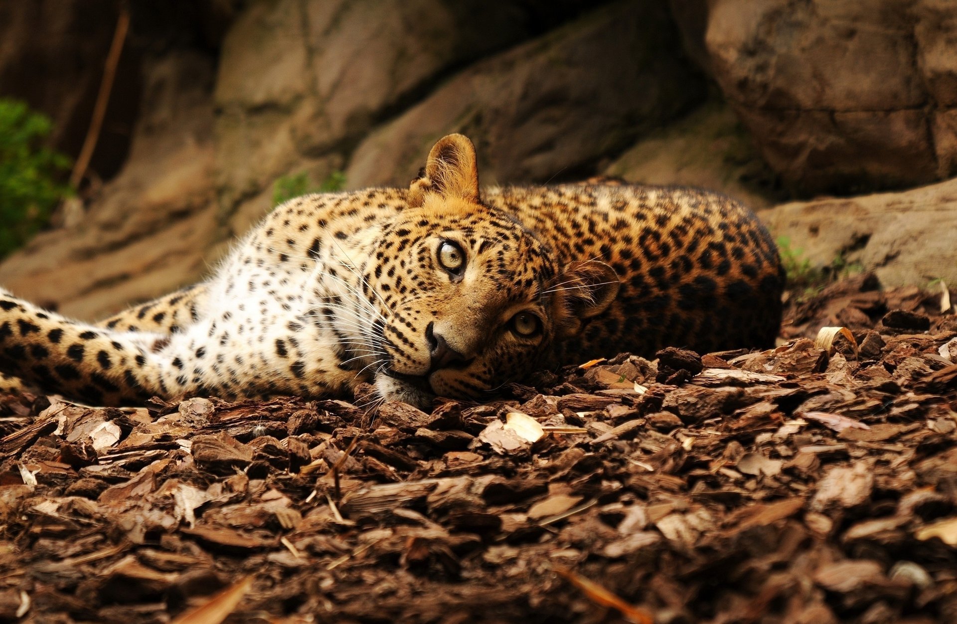 leopard blätter steine blick liegt