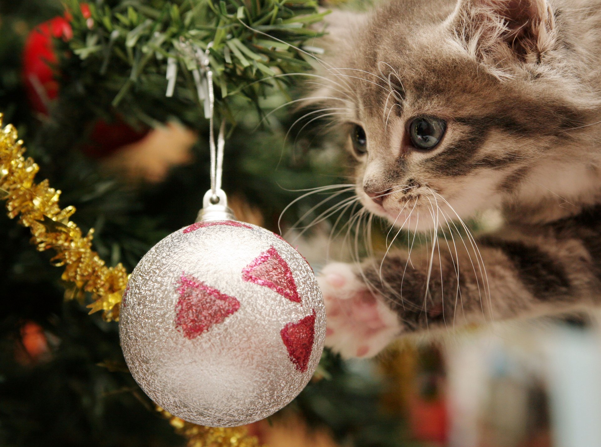 happy kitten verspielt neues jahr weihnachtskugeln kätzchen