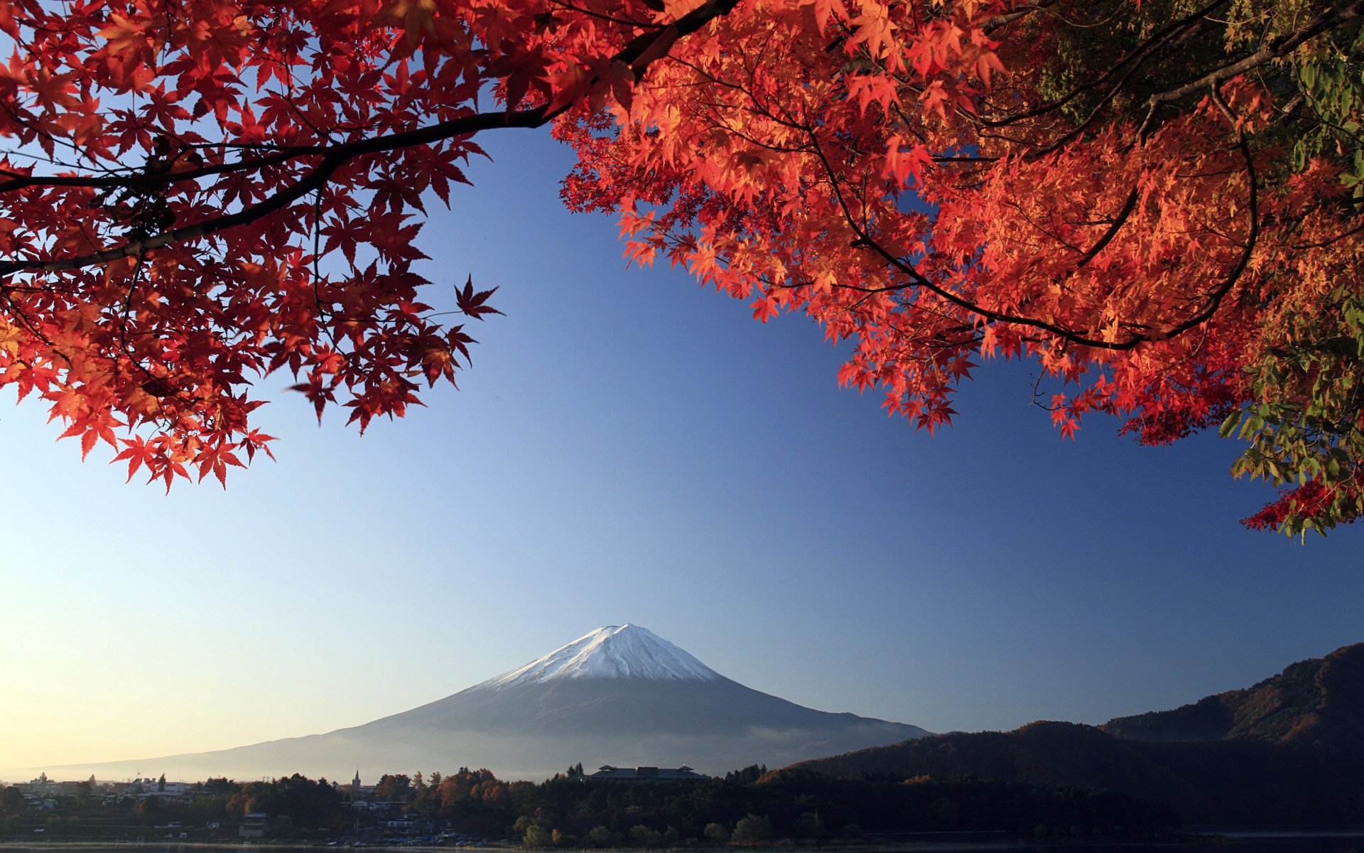 japonia gałęzie góra drzewo fujiyama jesień wulkan