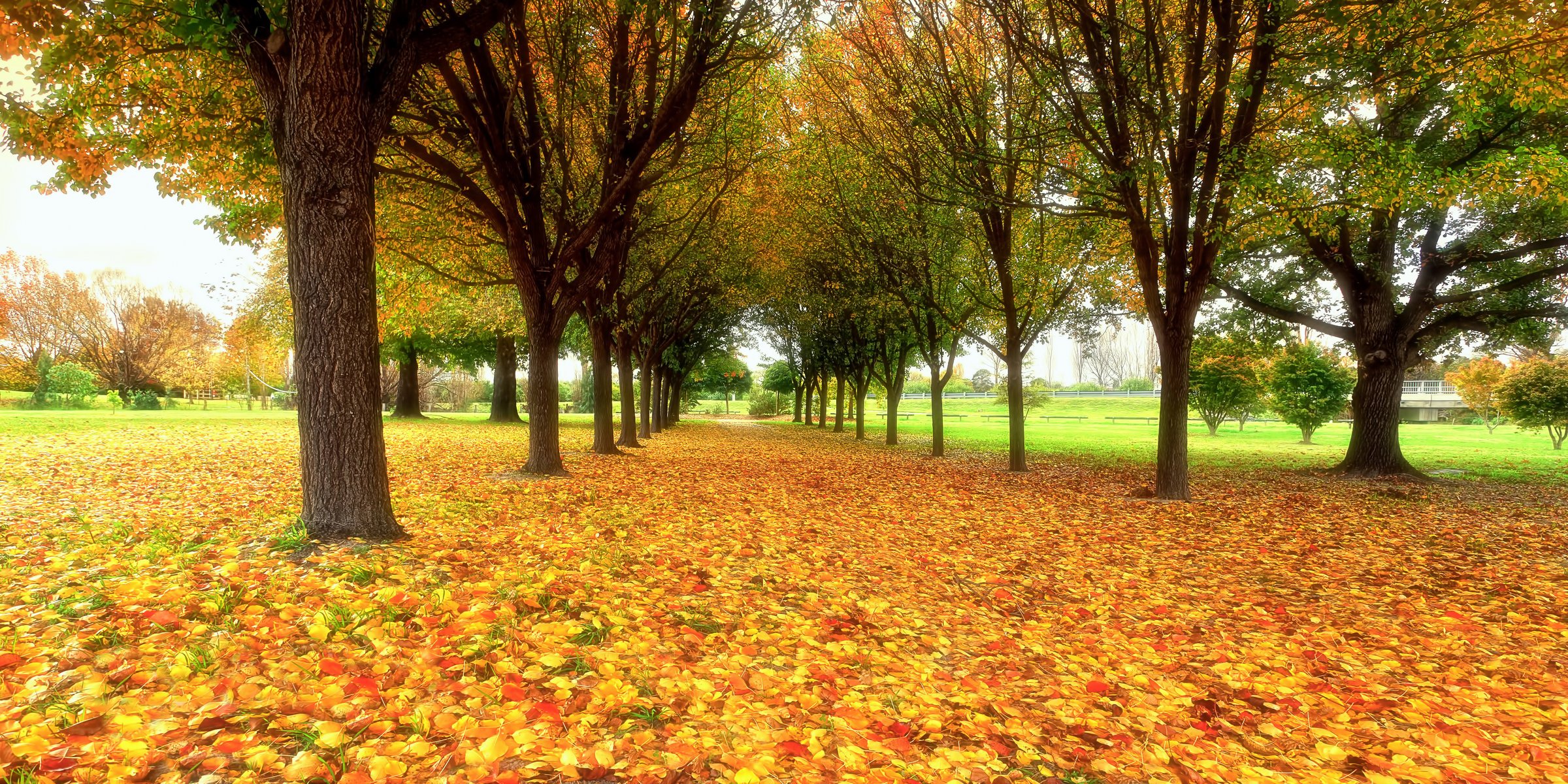 nature park foliage autumn