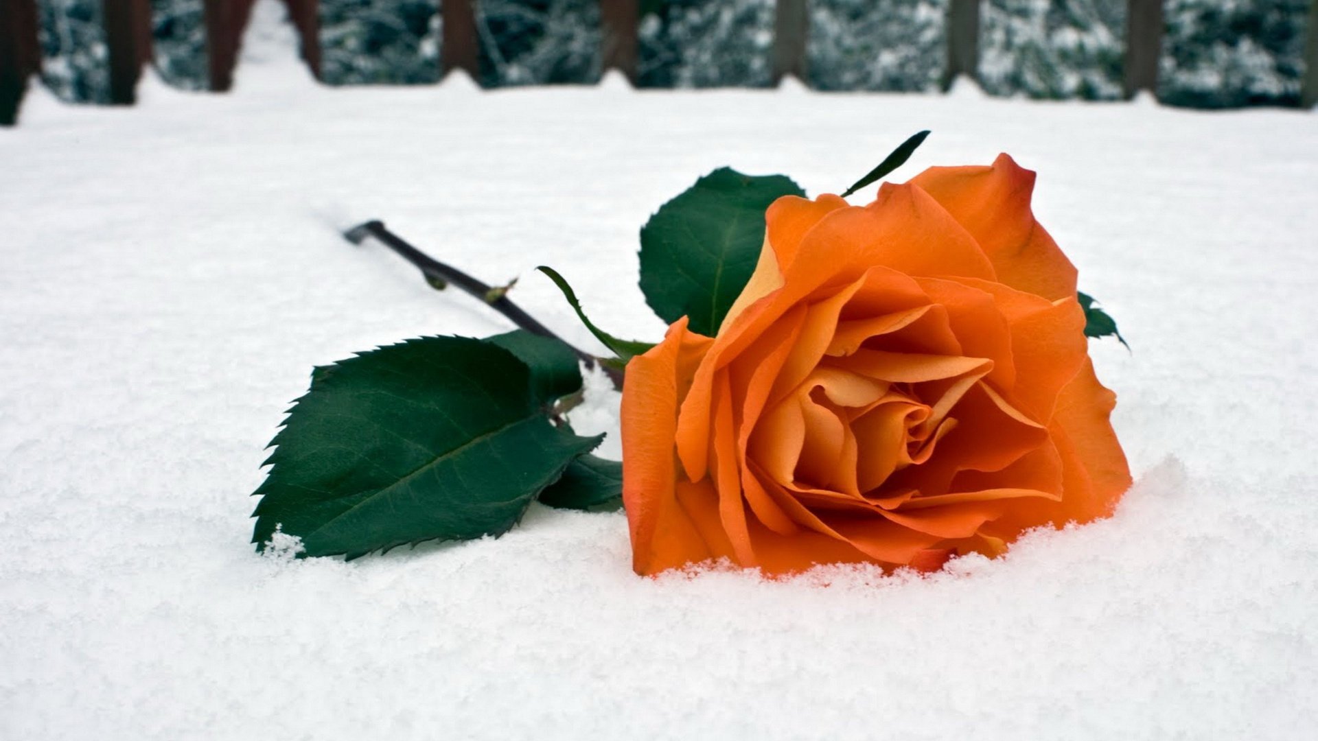 rose winter snow