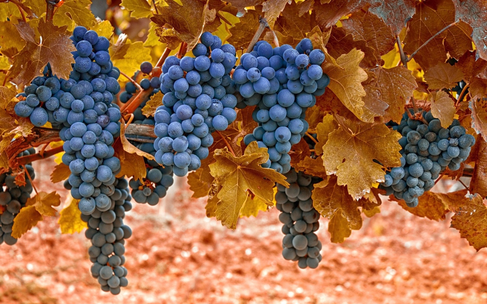 heet grapes berries bubenko clusters close up