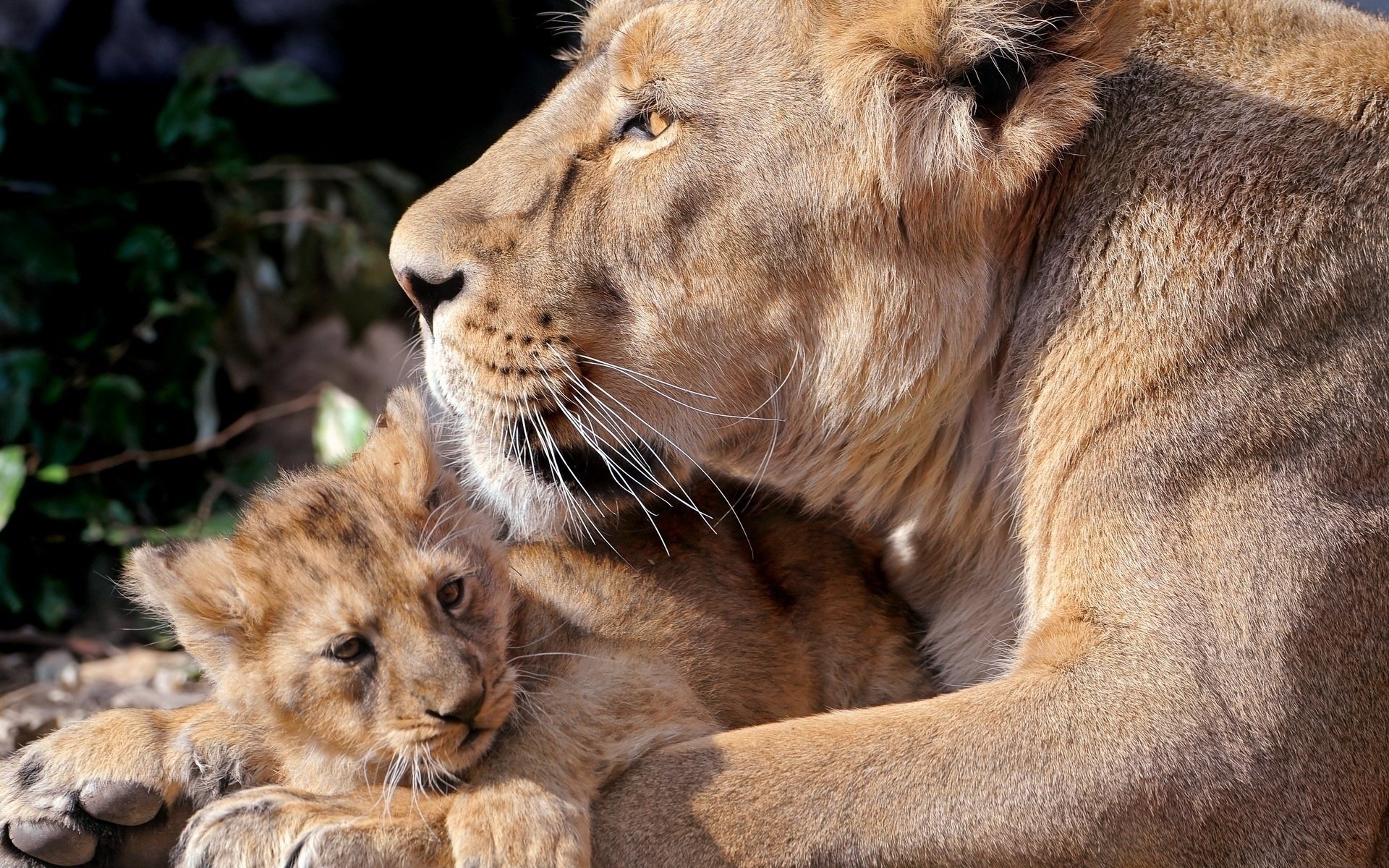 lions grands chats famille