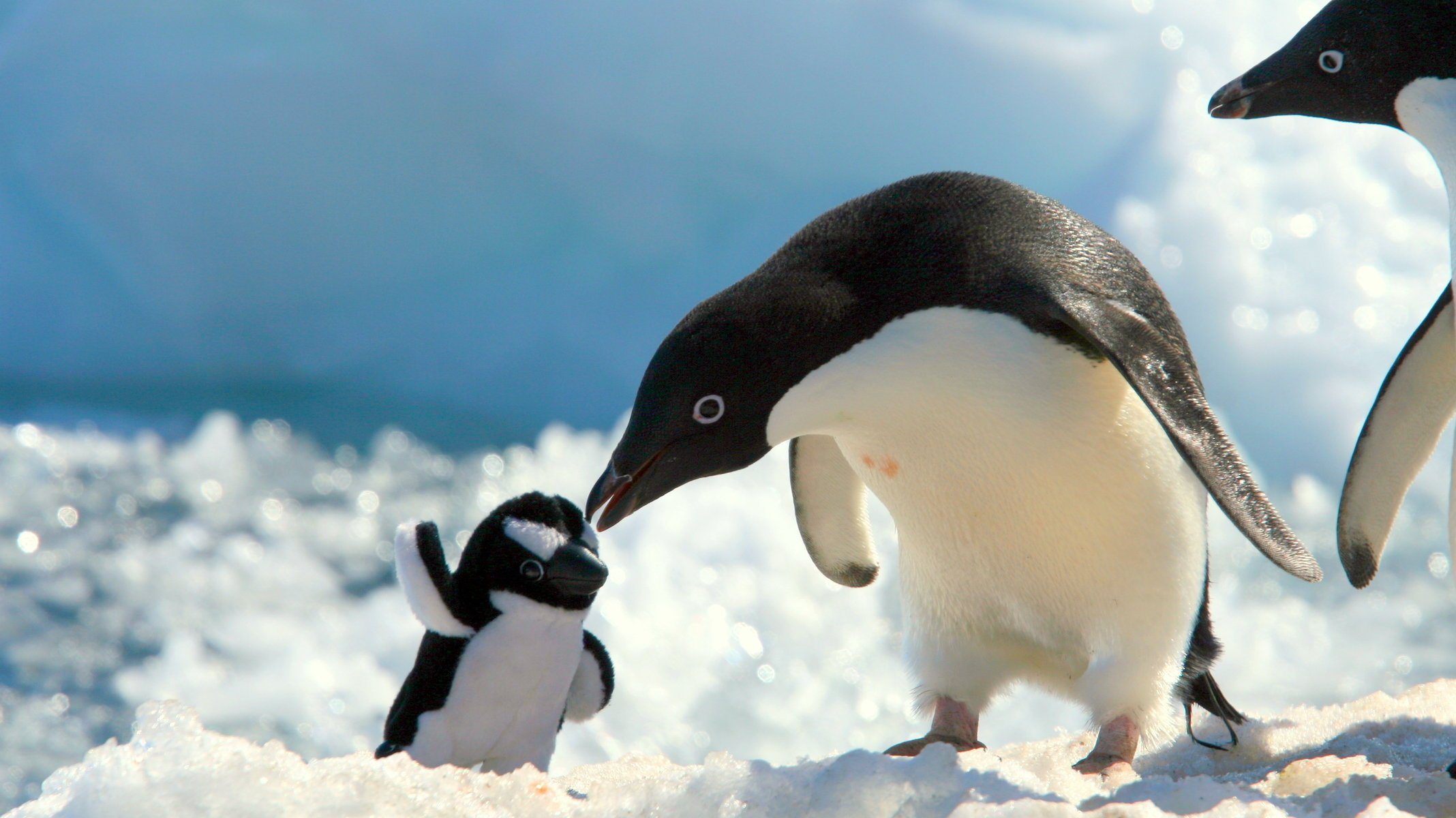 penguin snow toy