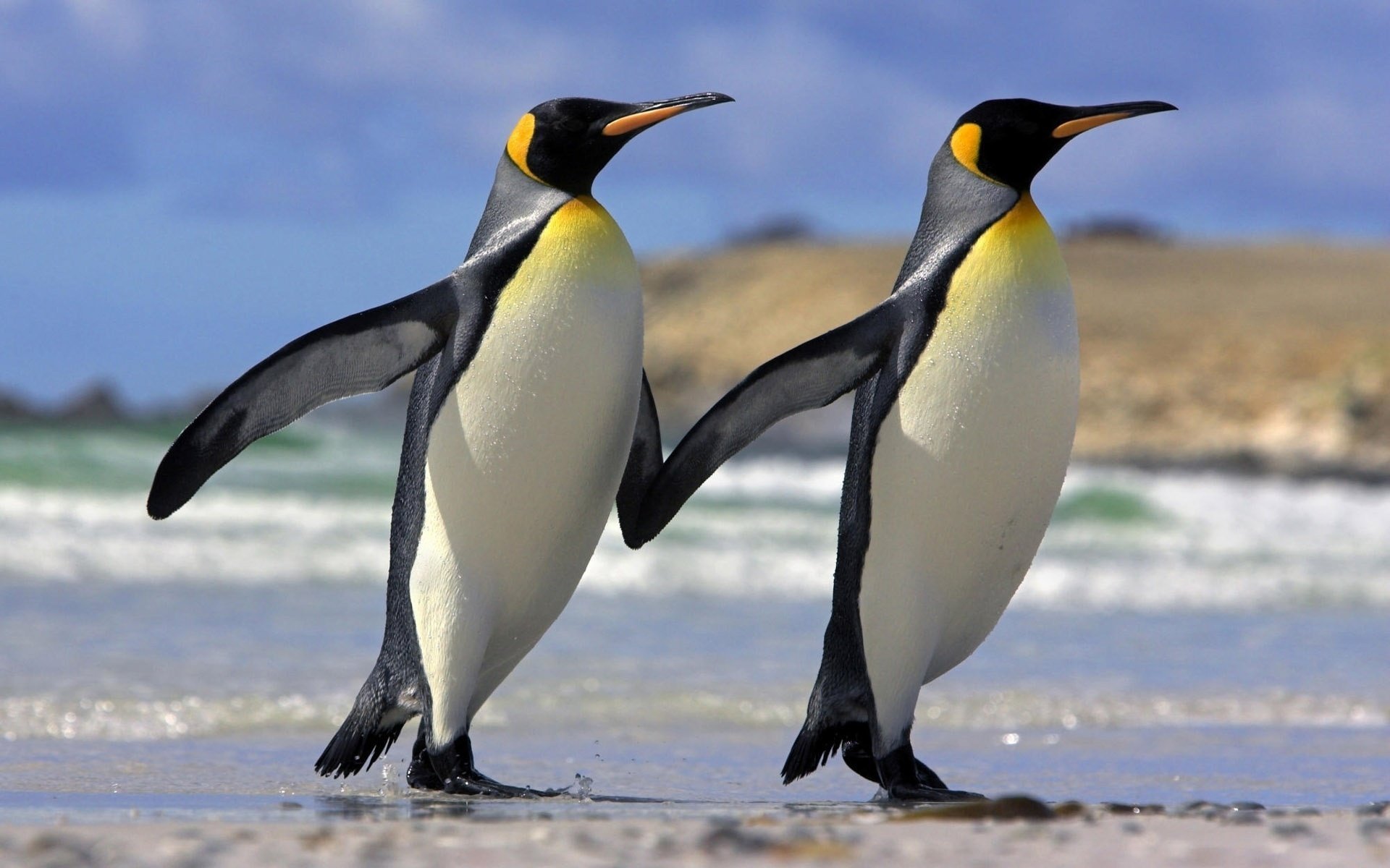 tiere liebe freundschaft pinguine