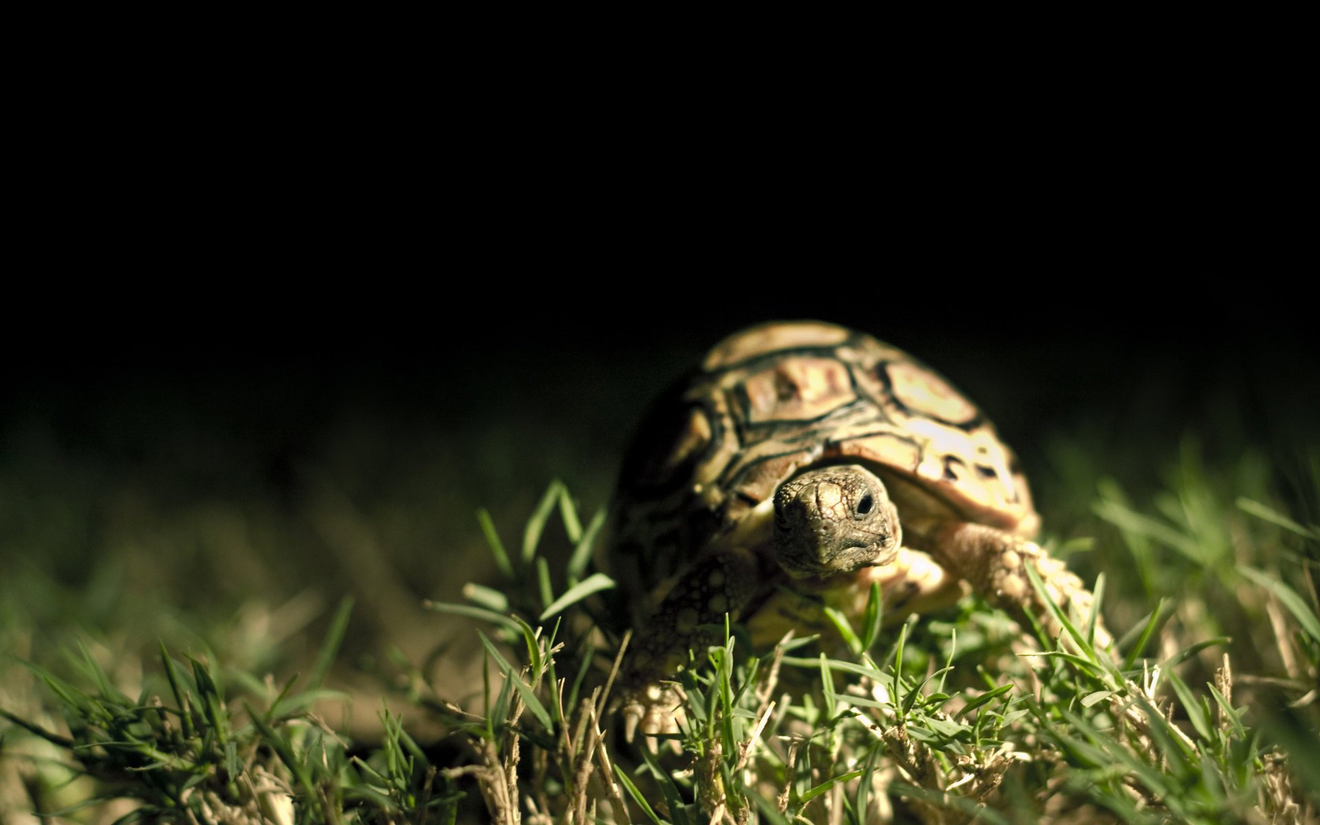 ciemne tło makro skorupa żółw trawa