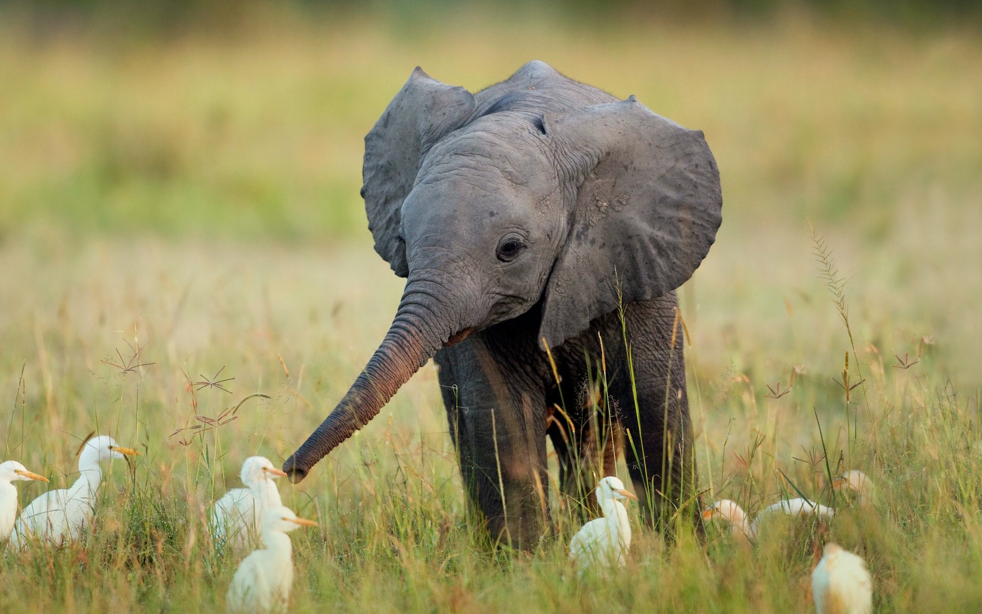 éléphant afrique oiseaux herbe éléphant