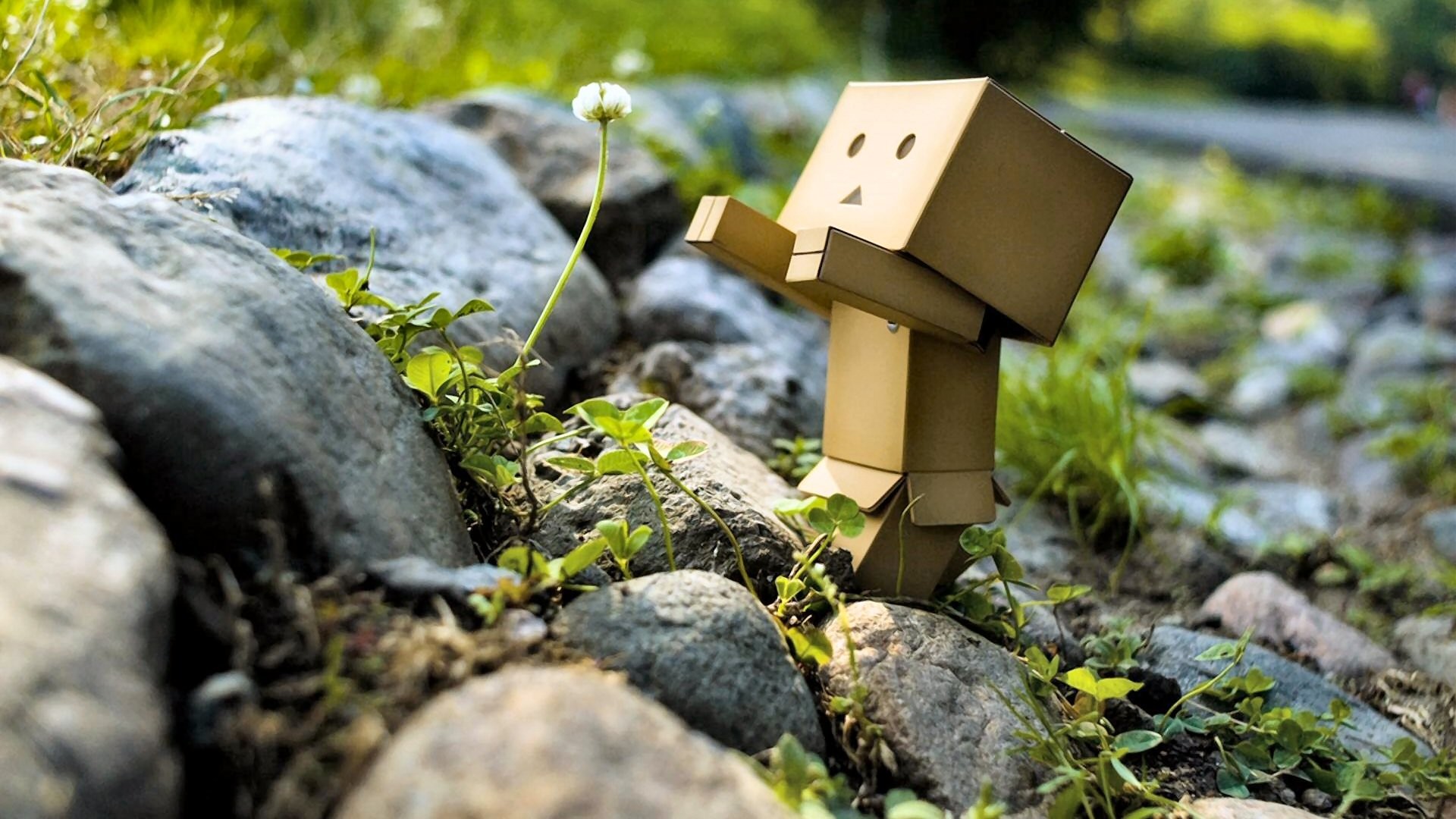 danboard danbo scatola robot giocattolo fiore dente di leone pietre verde natura immagine