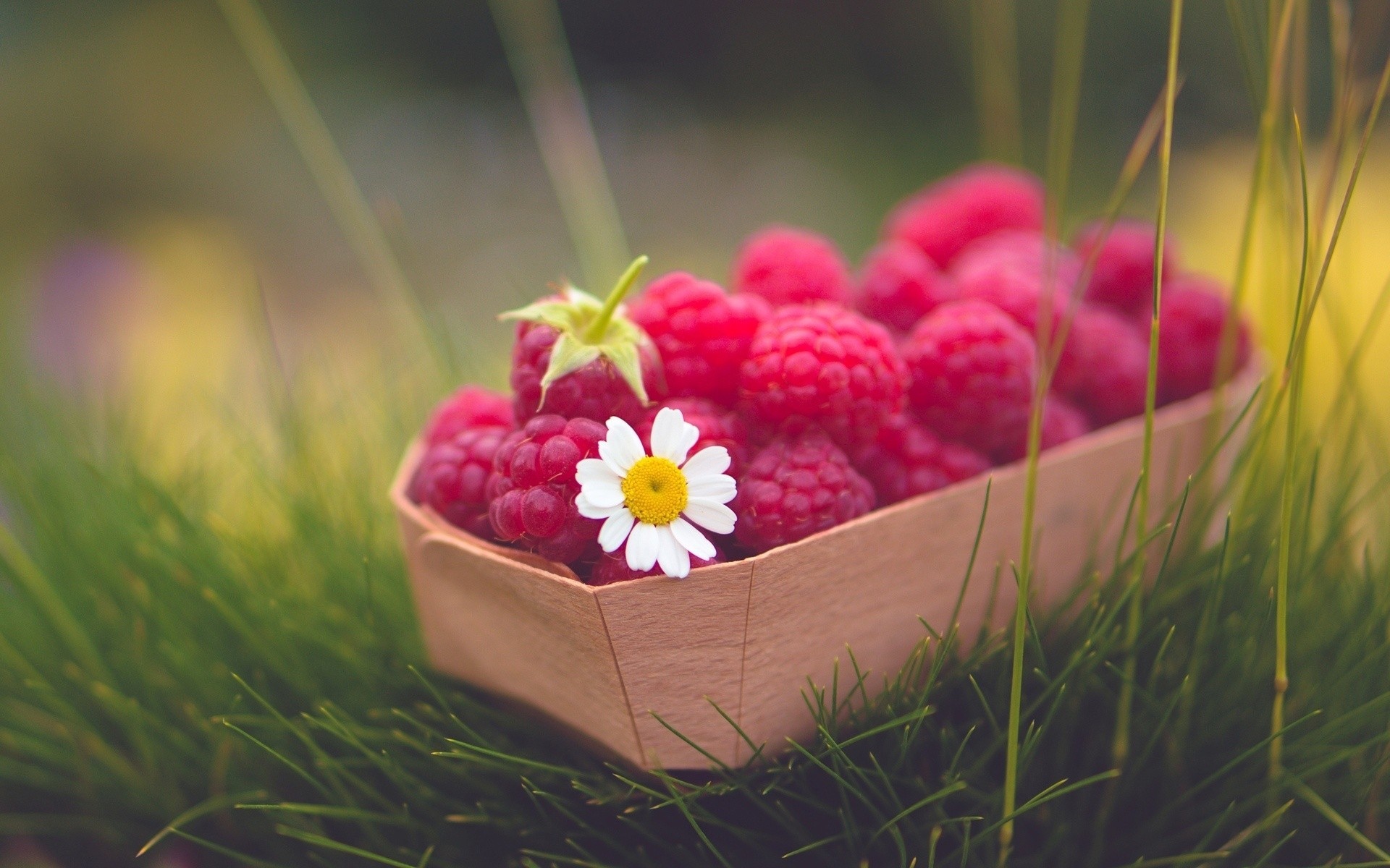 fiore alimento lampone camomilla bacca