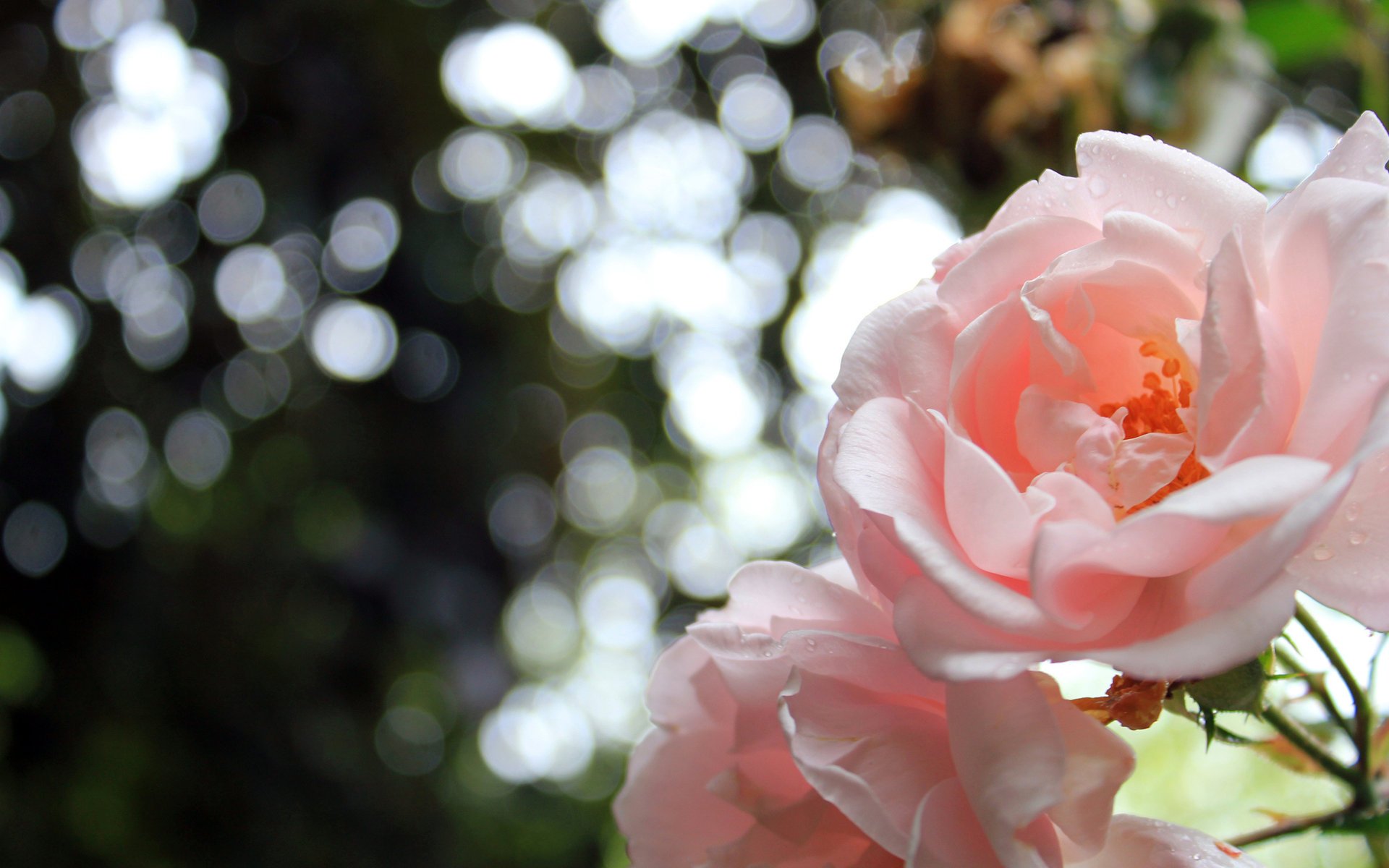 rosen natur flowers petals blumen nature rosen bokeh blütenblätter