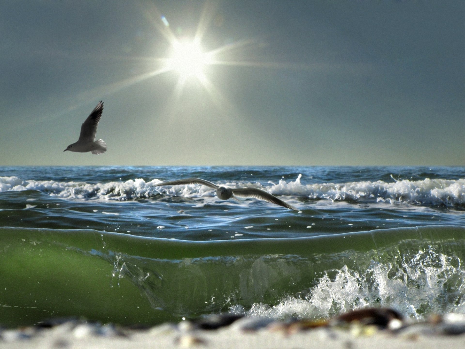 mer mousse soleil mouettes vague