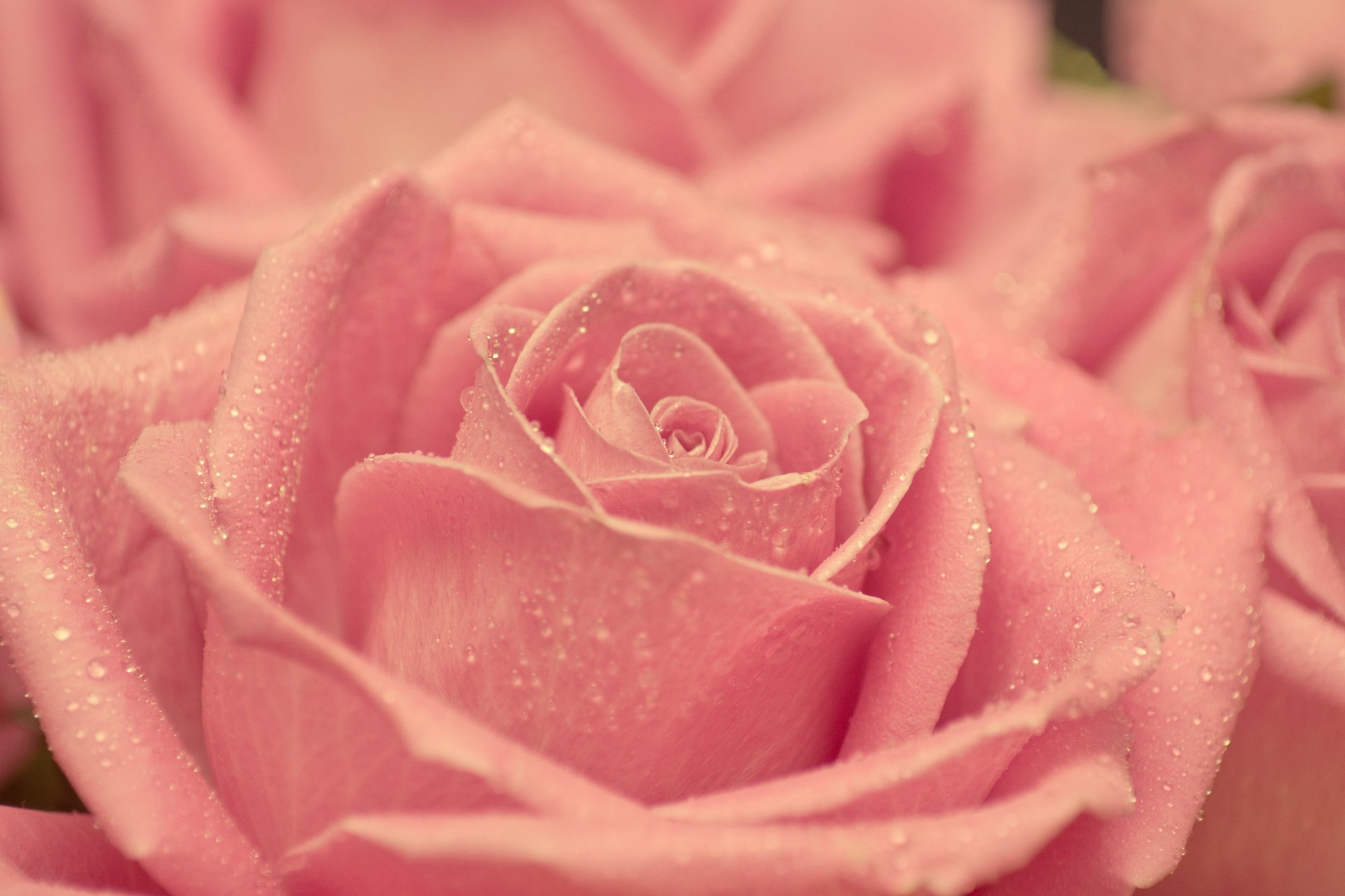 rose drops bud petals pink beauty