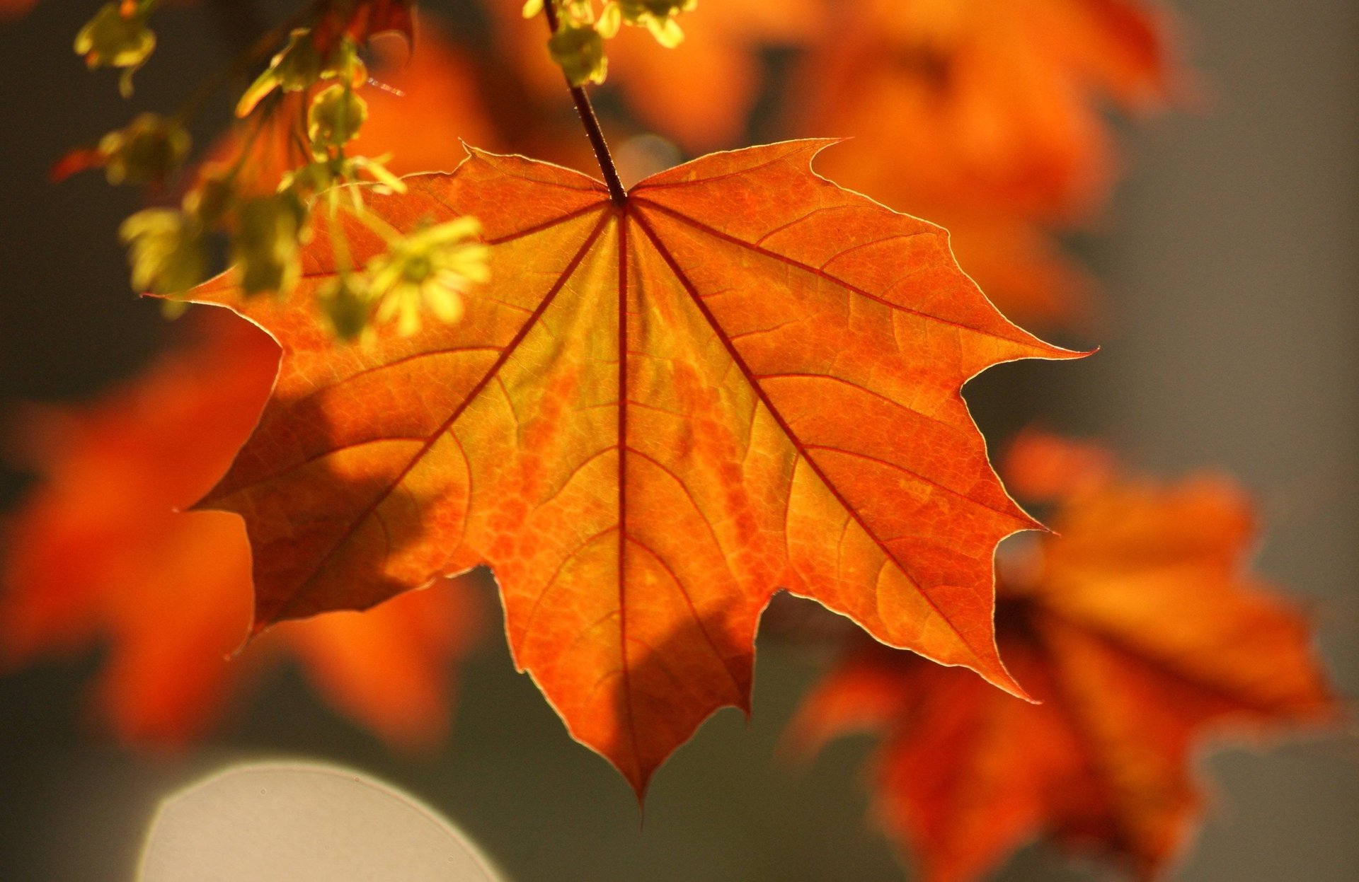 gros plan automne feuilles érable