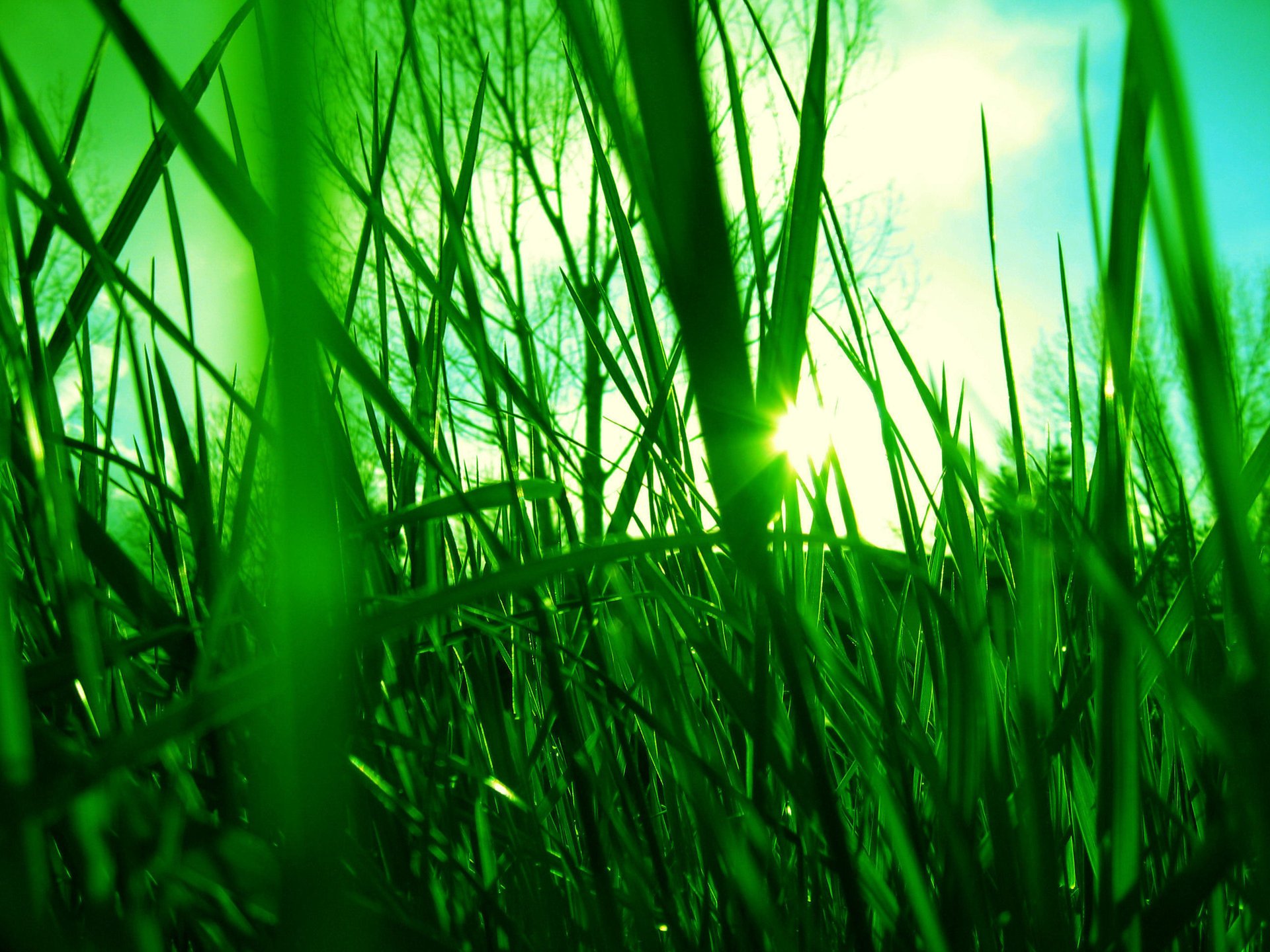 grass the sun rays green light the sky