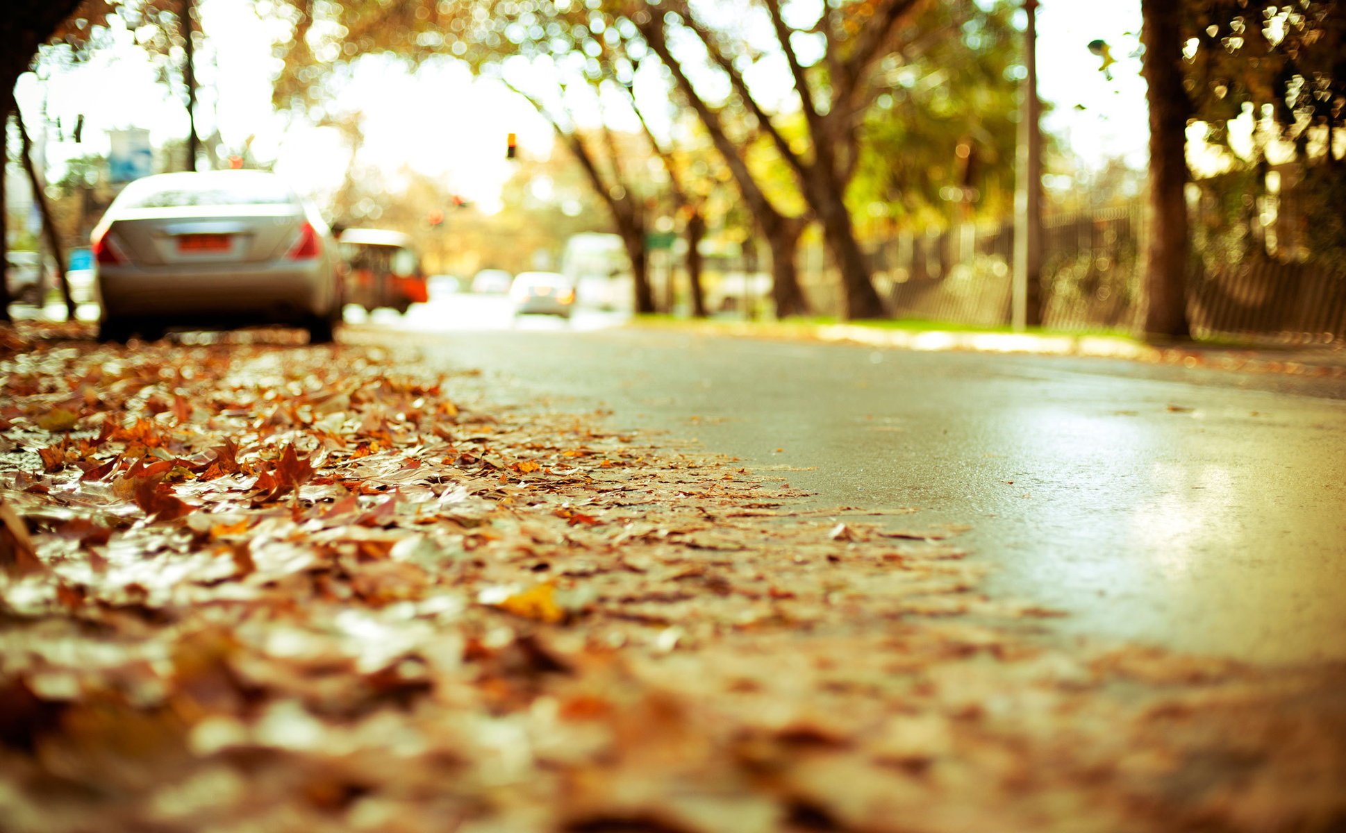 straße asphalt autos herbst autobahn laub