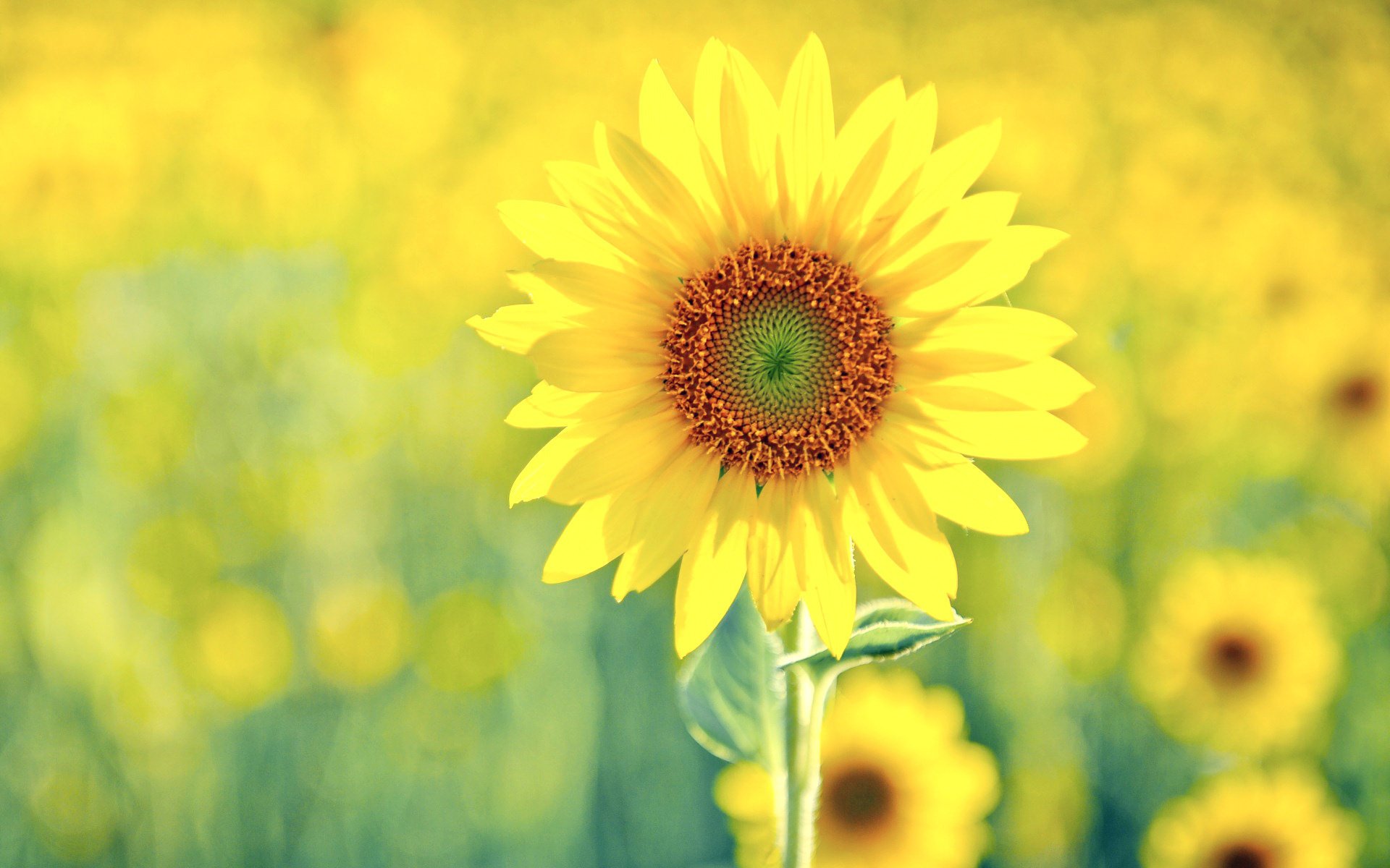 girasol sol verde amarillo