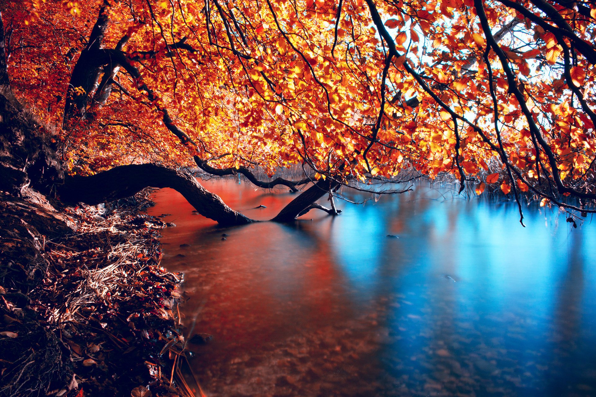 nature smoothness branches river autumn