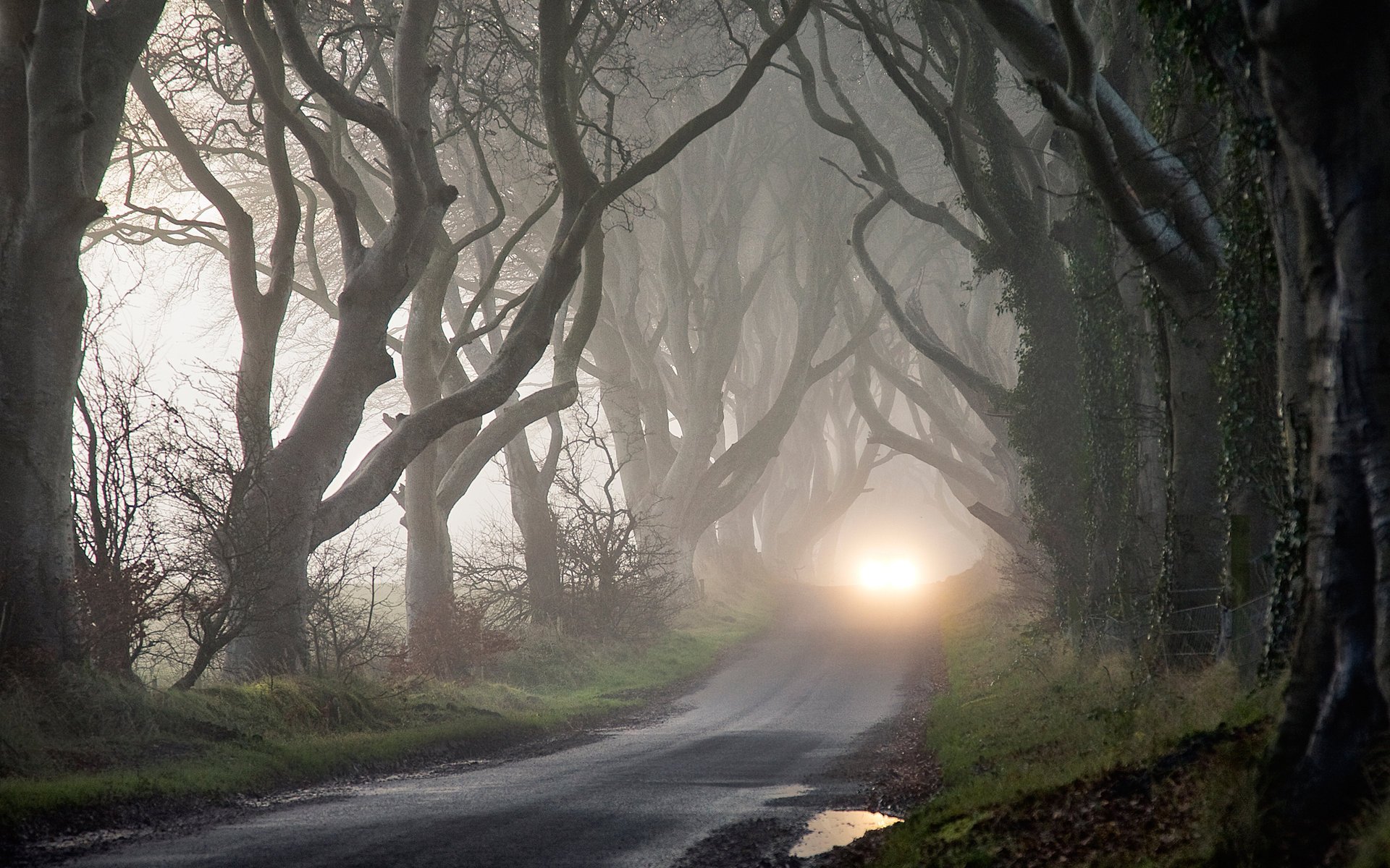 niebla misterio otoño luces árboles oscuridad