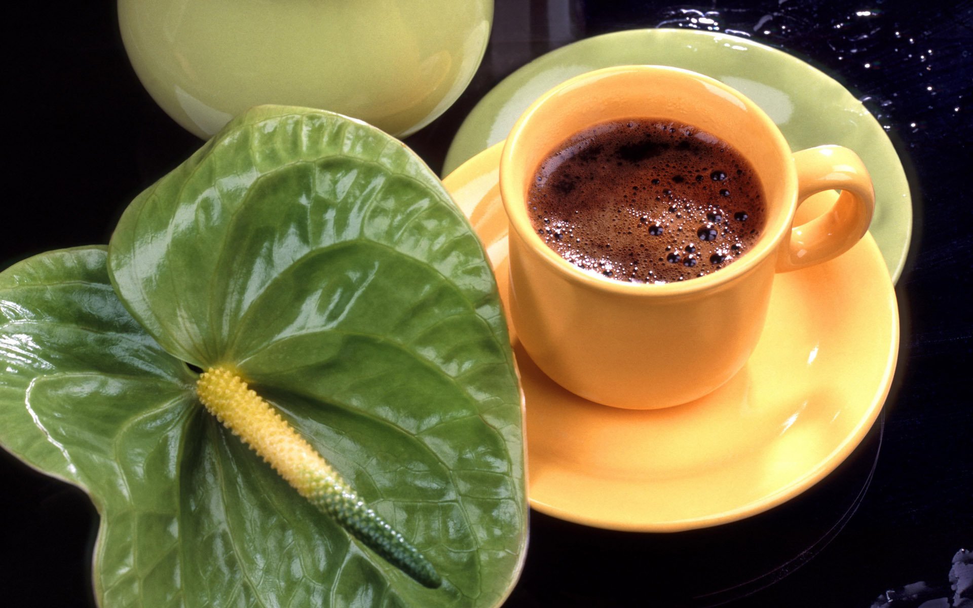 anthurium tasse fleur café