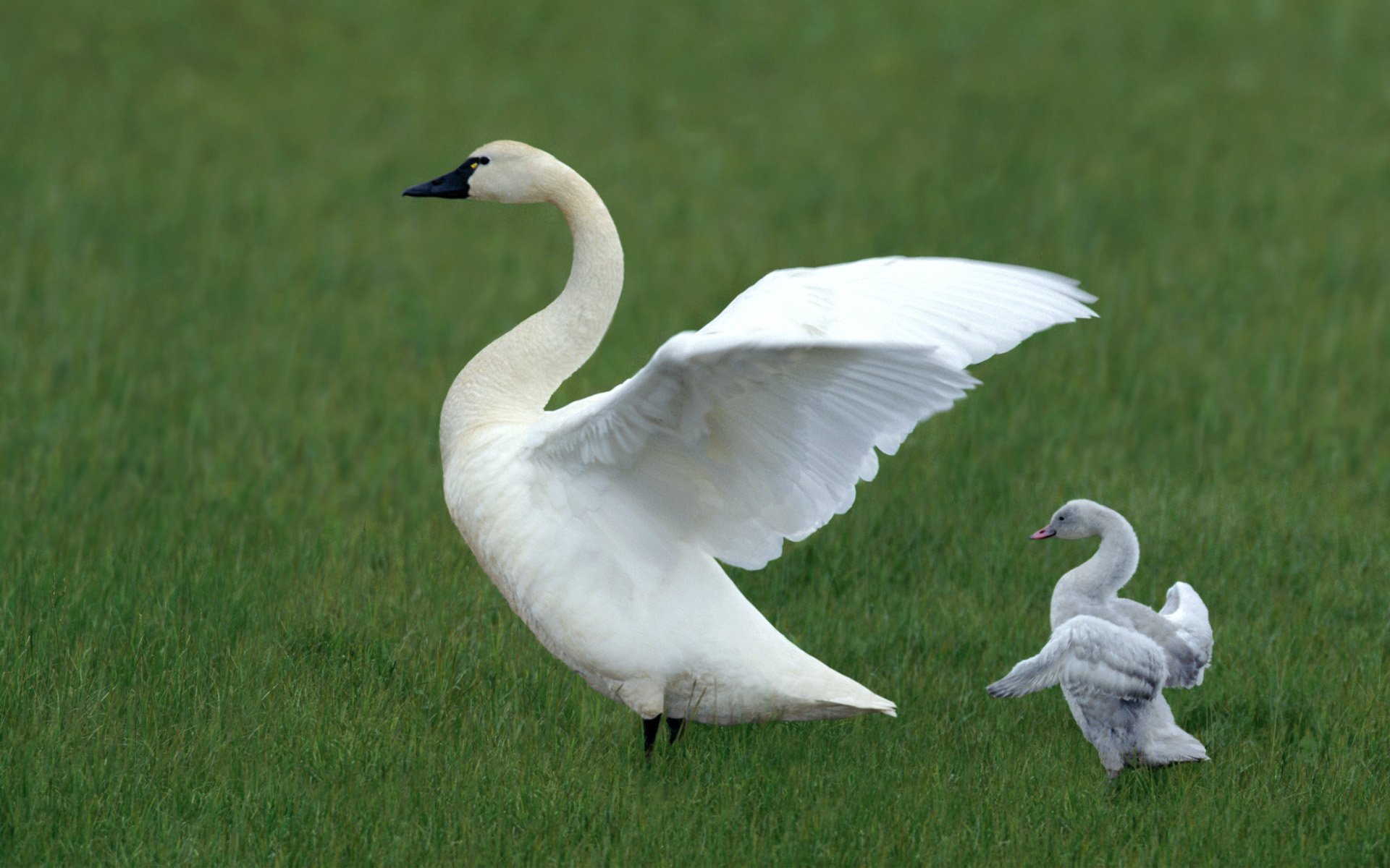 sfondo erba uccello radura cigno bianco ali verde