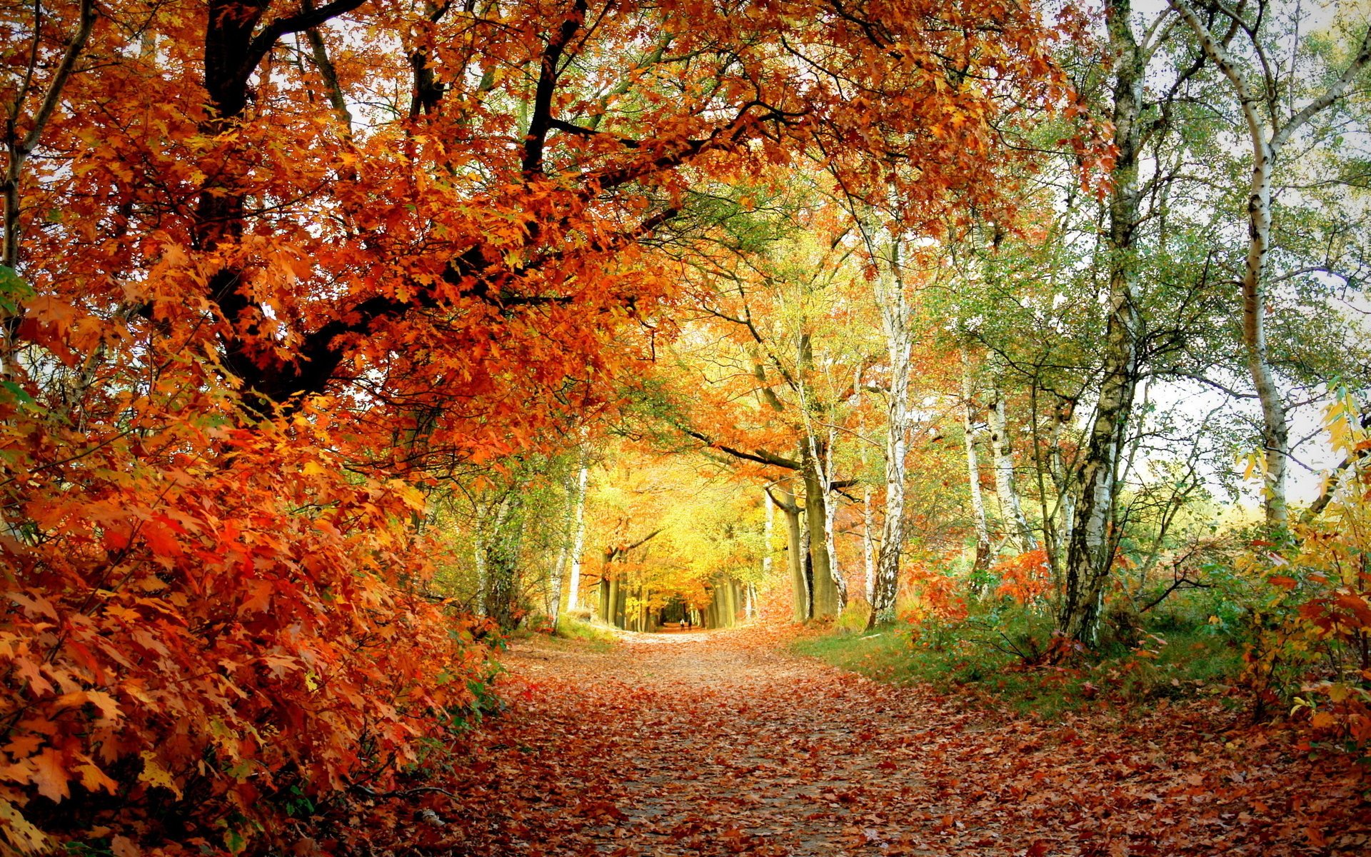 herbst farbe blätter park