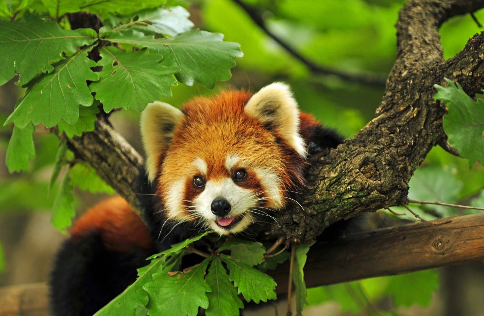 red tree branches panda