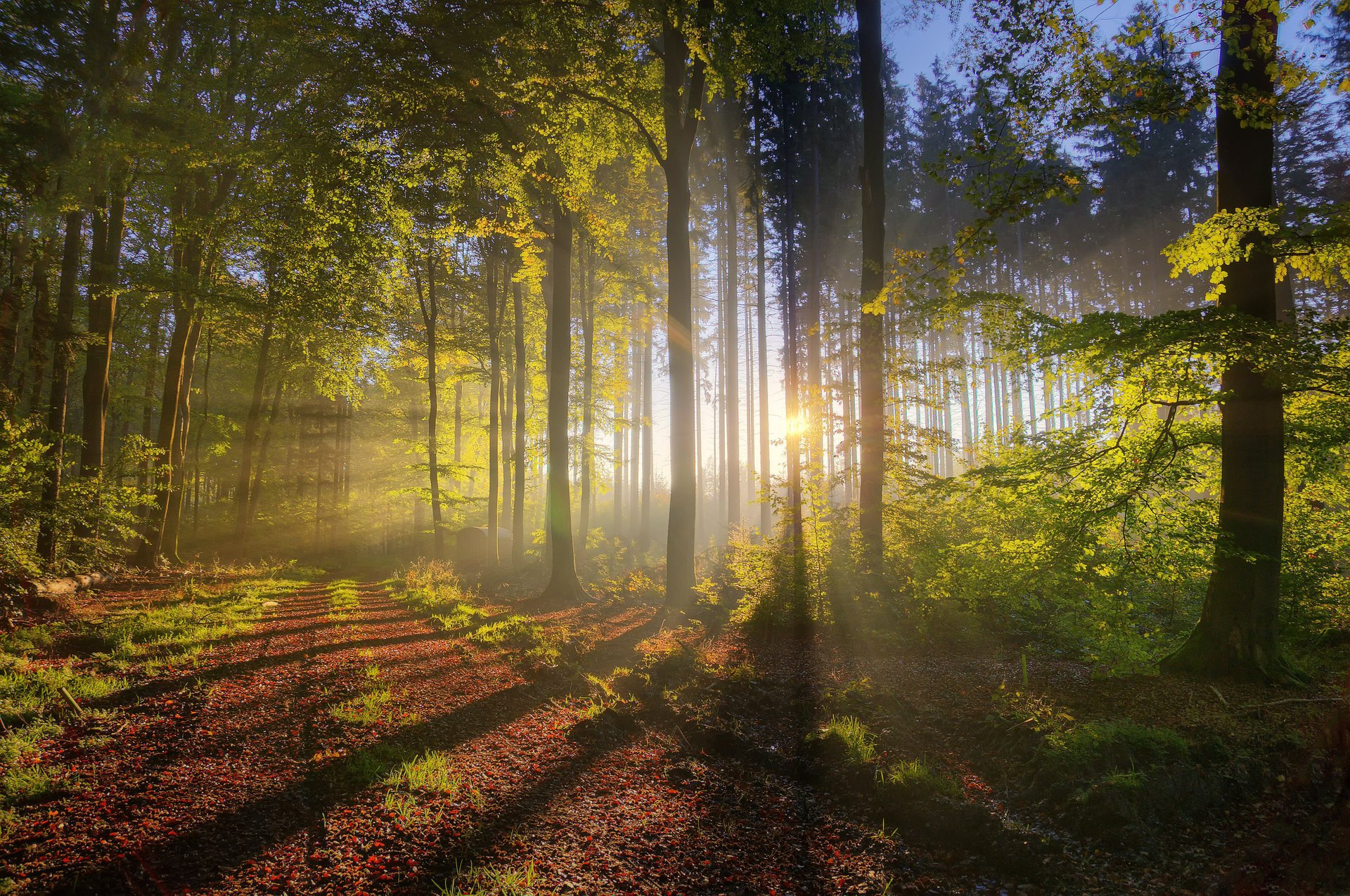 natura jesień światło las