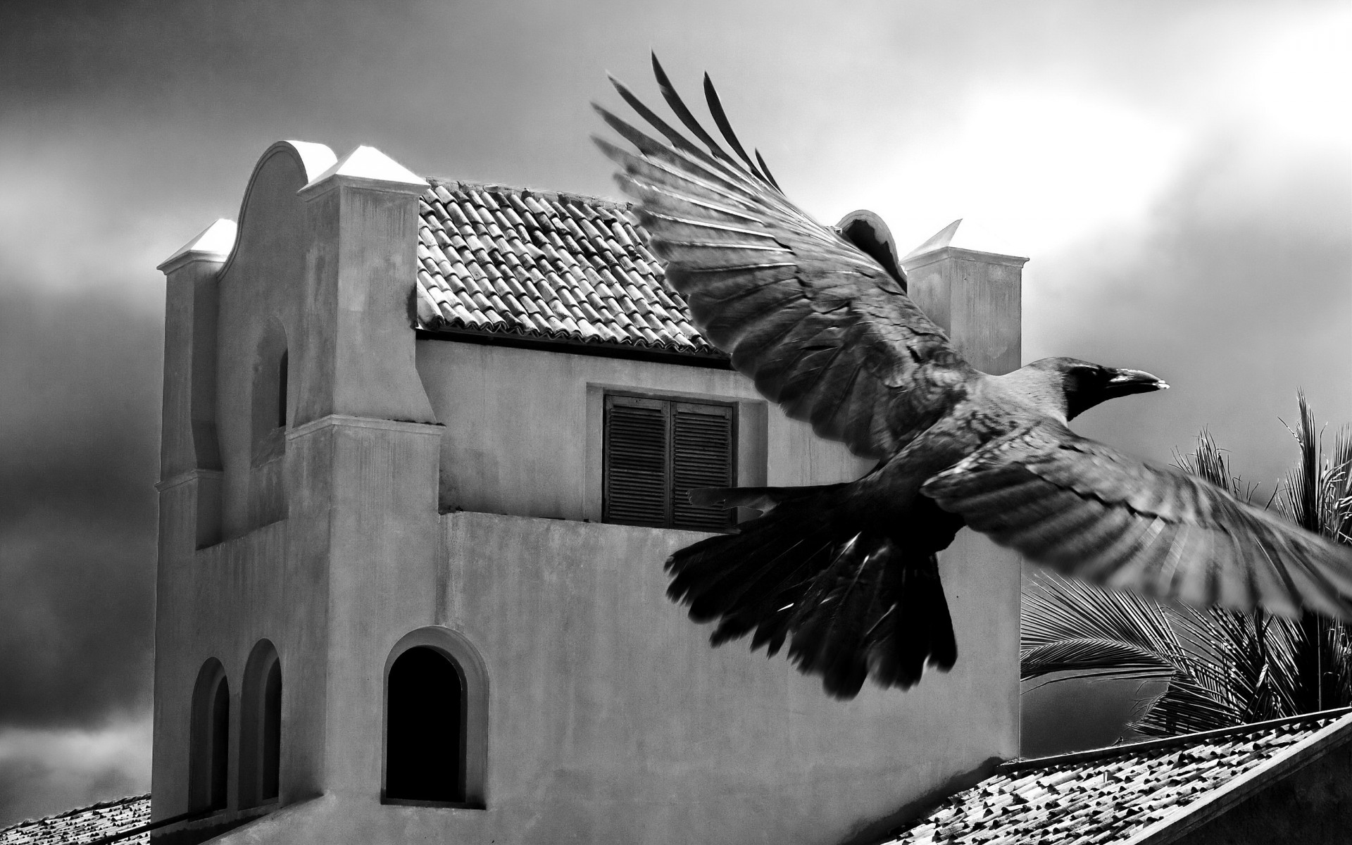 black and white poultry palma building