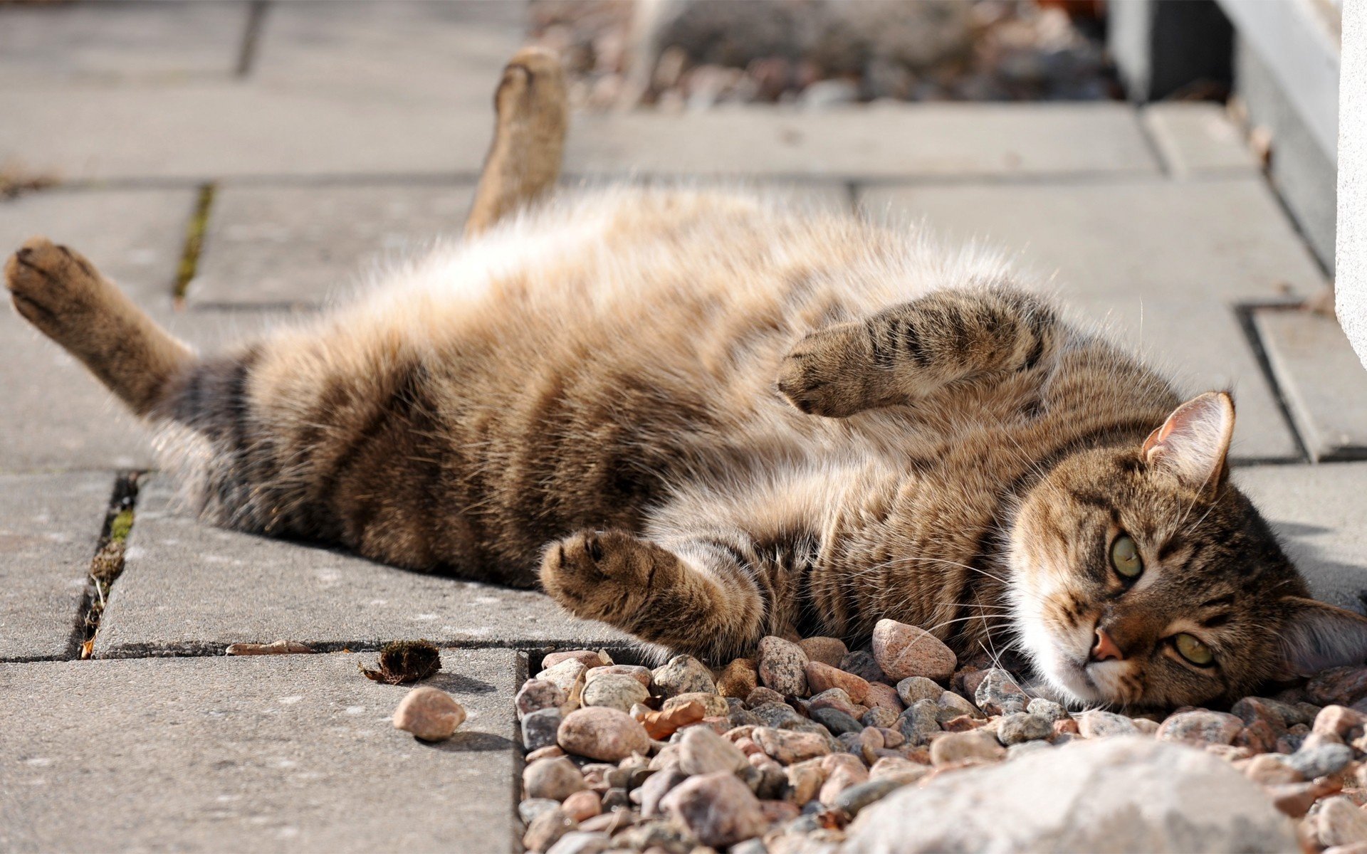 chat gros murchik sanglier