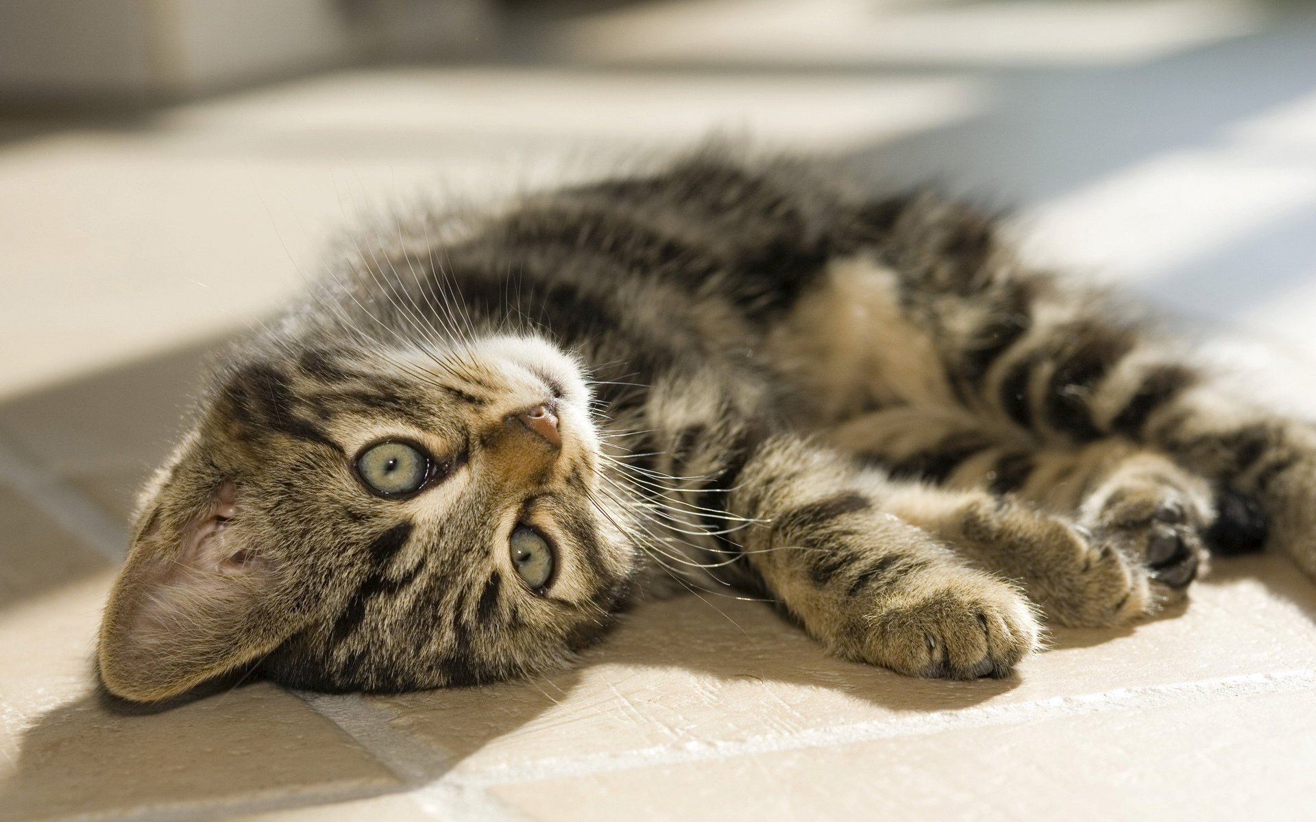 chaton rayé se trouve oreilles pattes