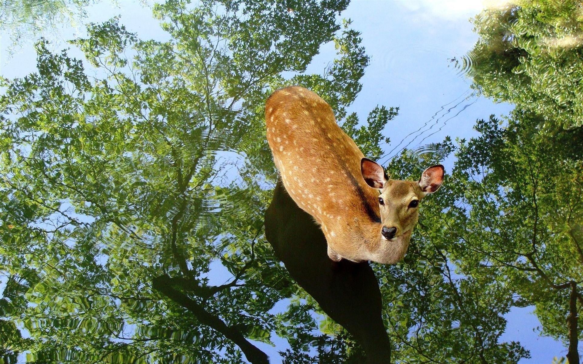 fawn trees reflection puddle