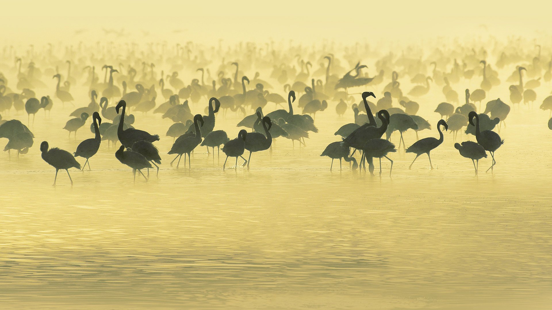 flamingos studying south flamingi ptaki afryka woda afryka