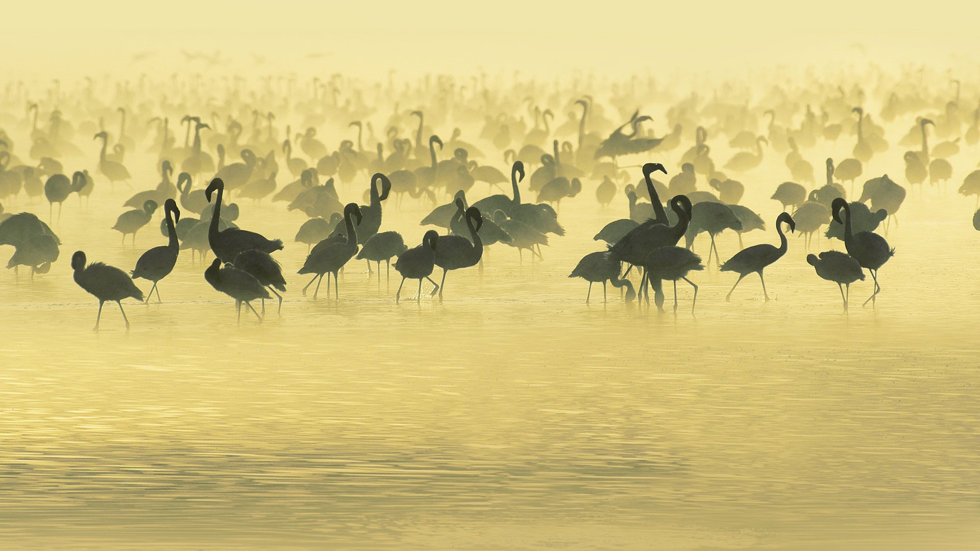 flamingos studying sud fenicotteri uccelli africa acqua africa