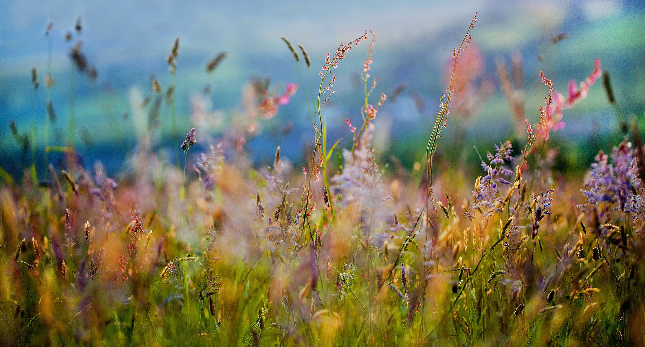 blumen gras feld