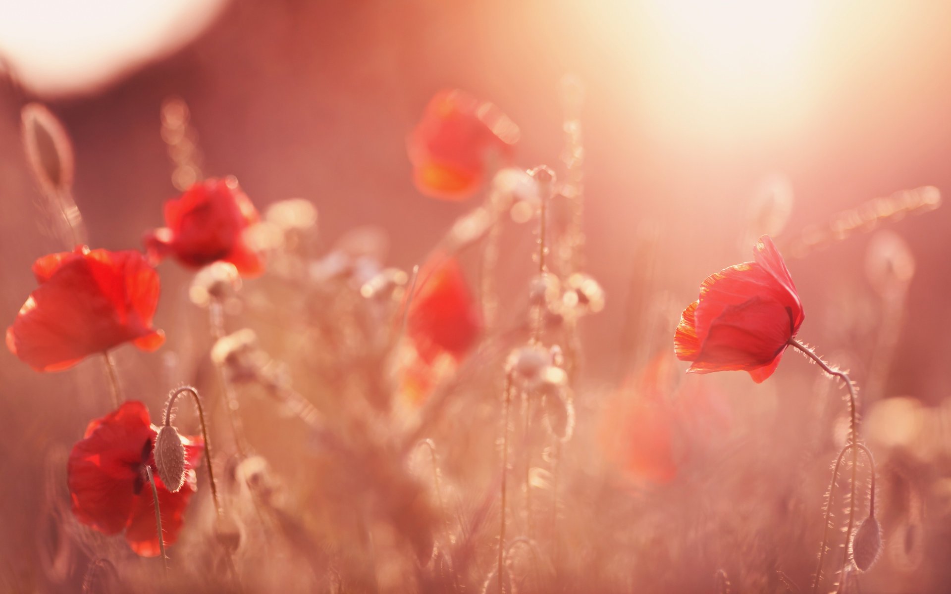 amapolas flores luz del sol brotes