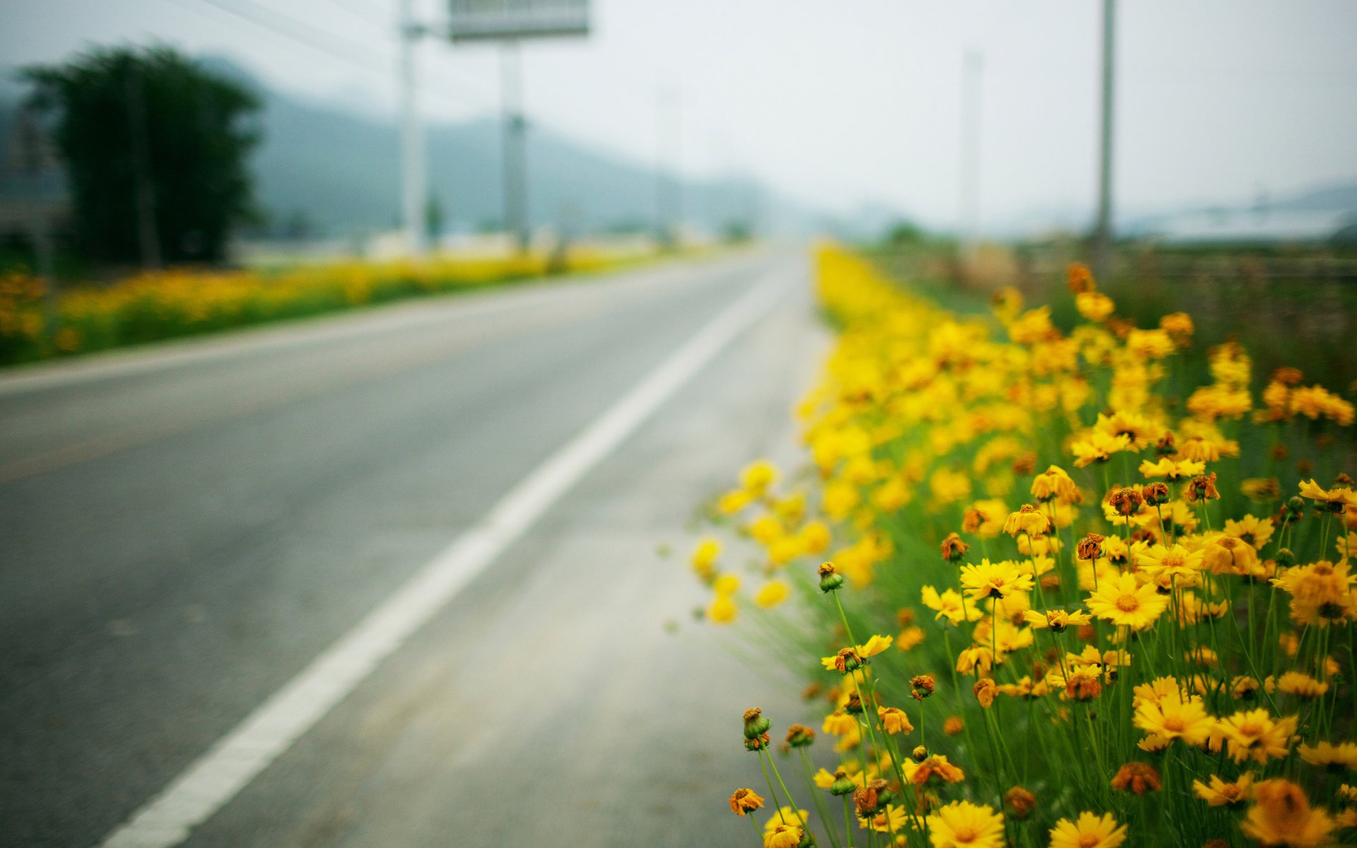 fiori gialli roadside strada macro