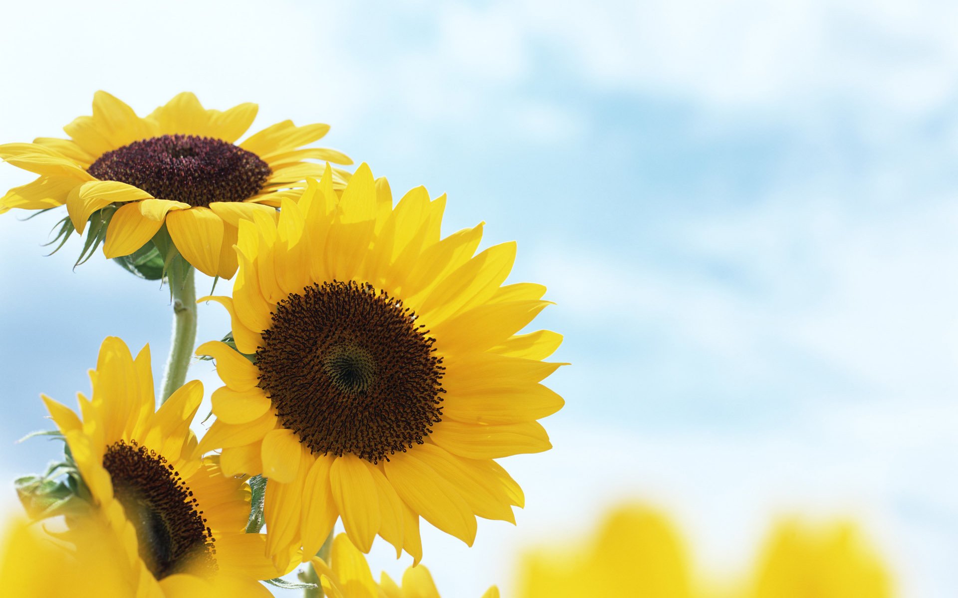 girasoles flores verano amarillo desenfoque